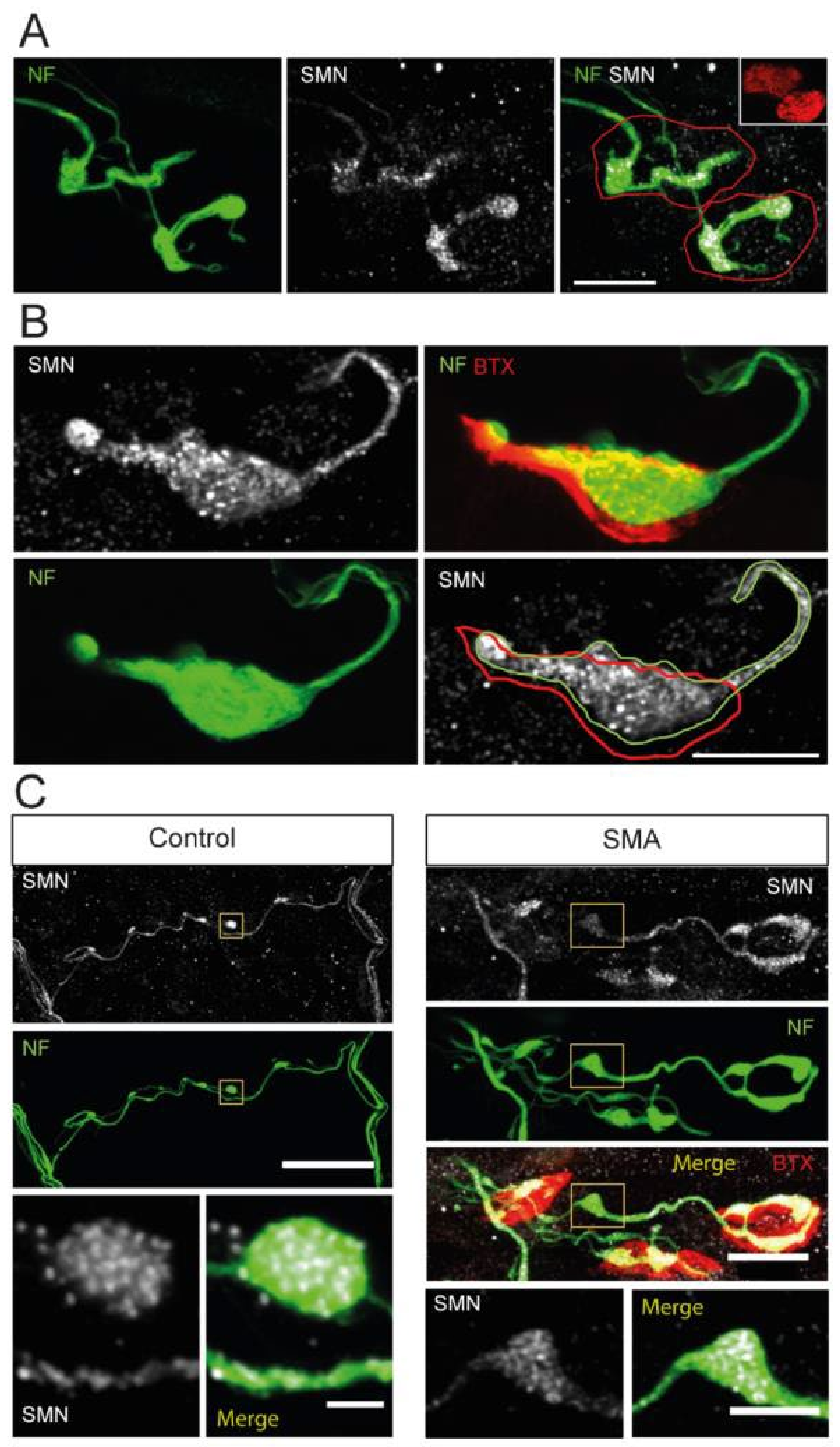 Biomolecules 12 01524 g008 Biomolecules 12 01524 g008
