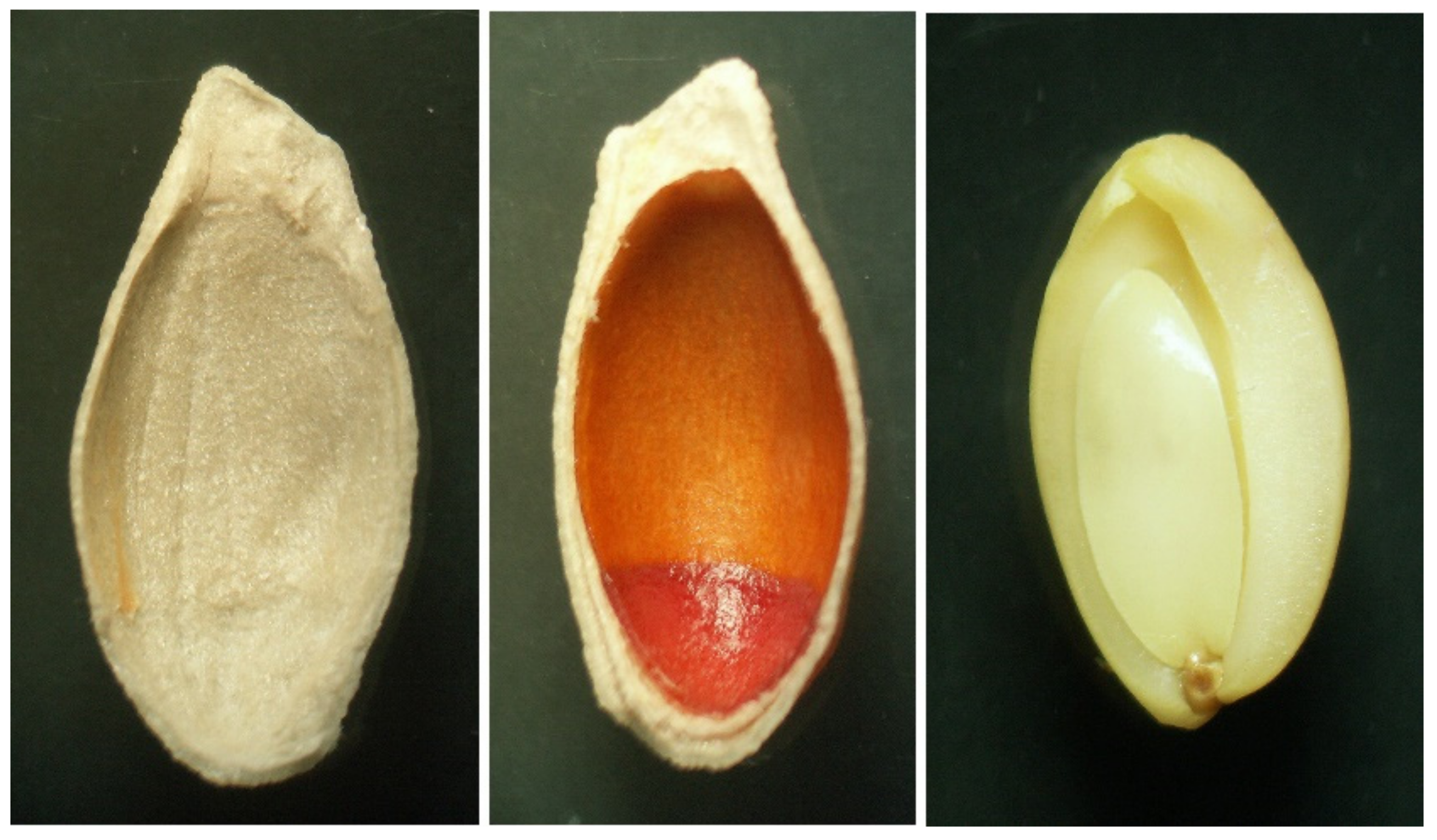 Biomolecules 12 01528 g003