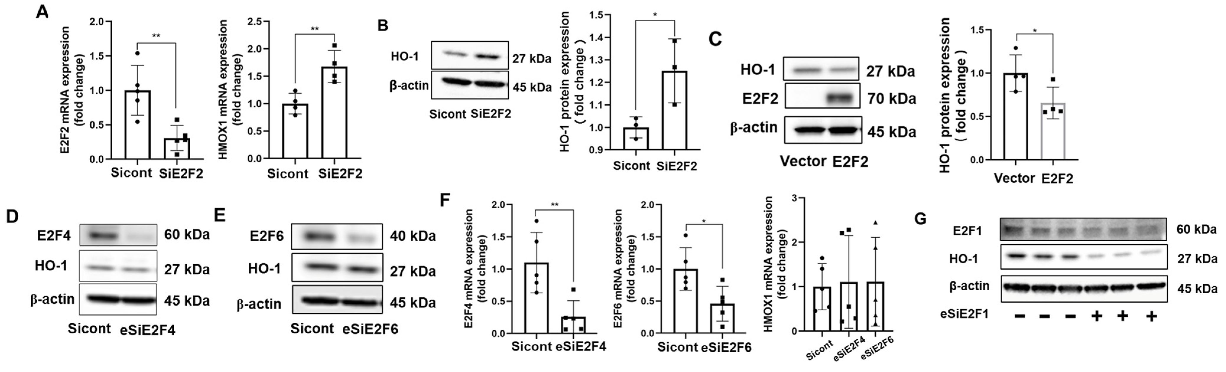 Biomolecules 12 01531 g004