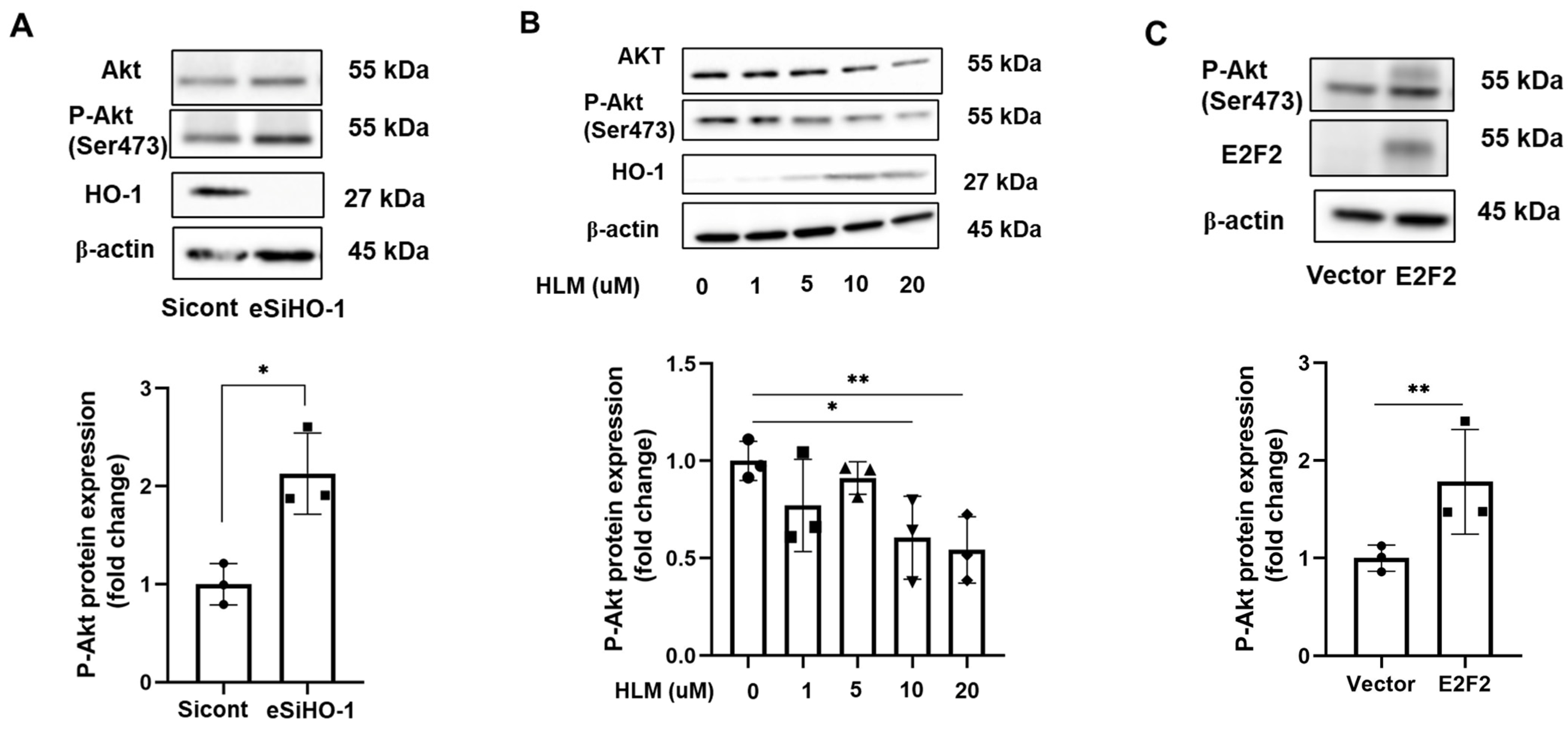 Biomolecules 12 01531 g007