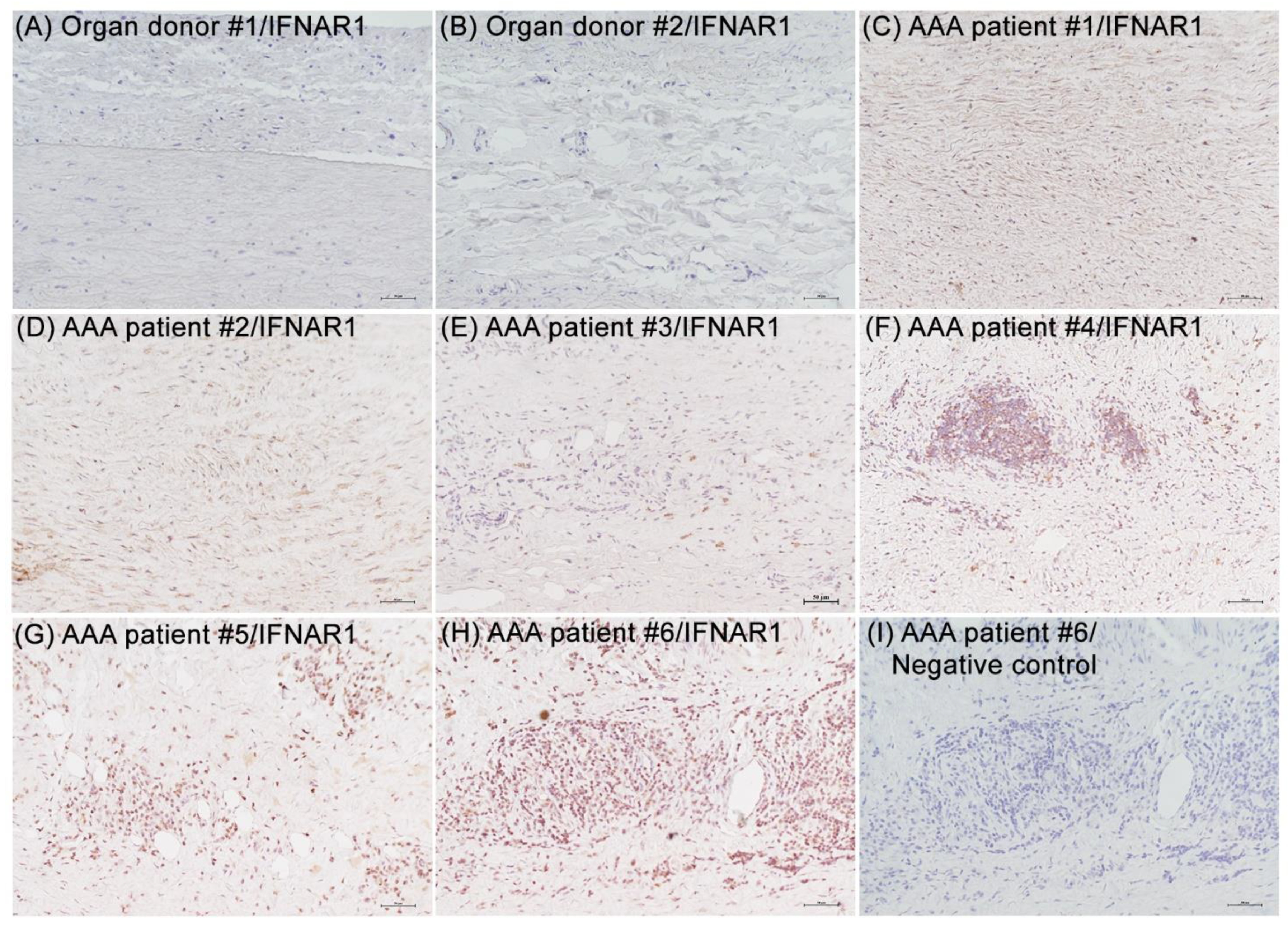 Biomolecules 12 01541 g002 Biomolecules 12 01541 g002