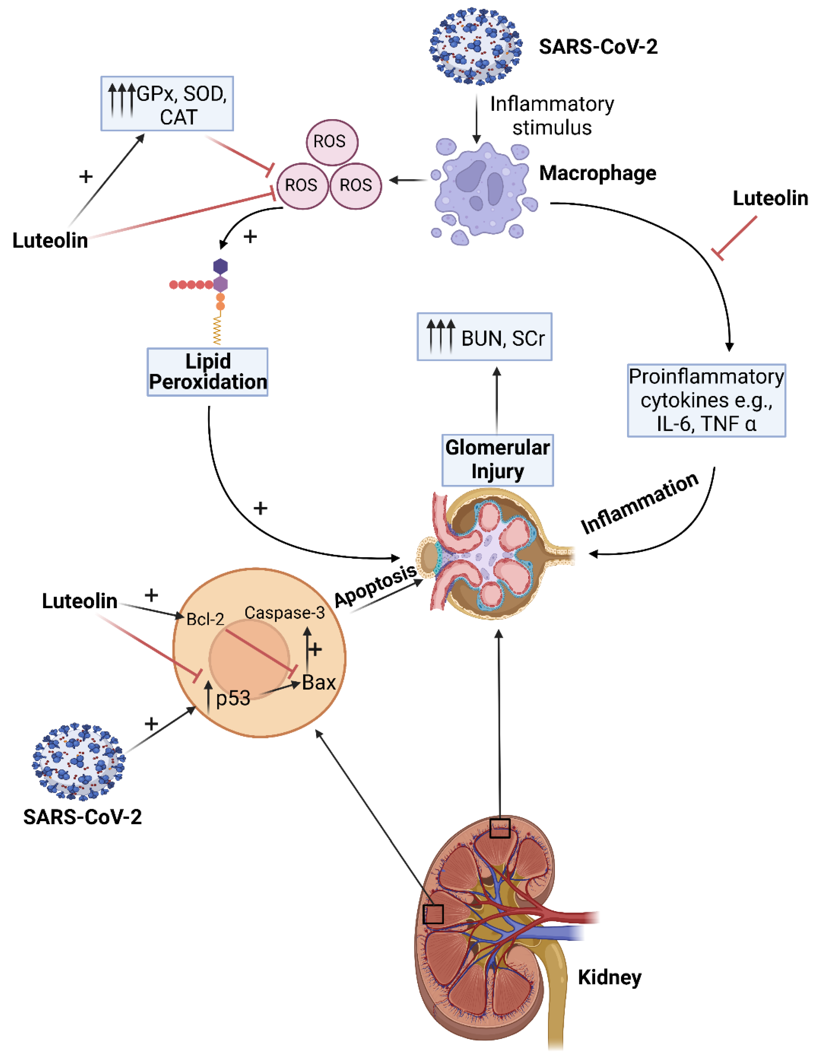 Biomolecules 12 01544 g003