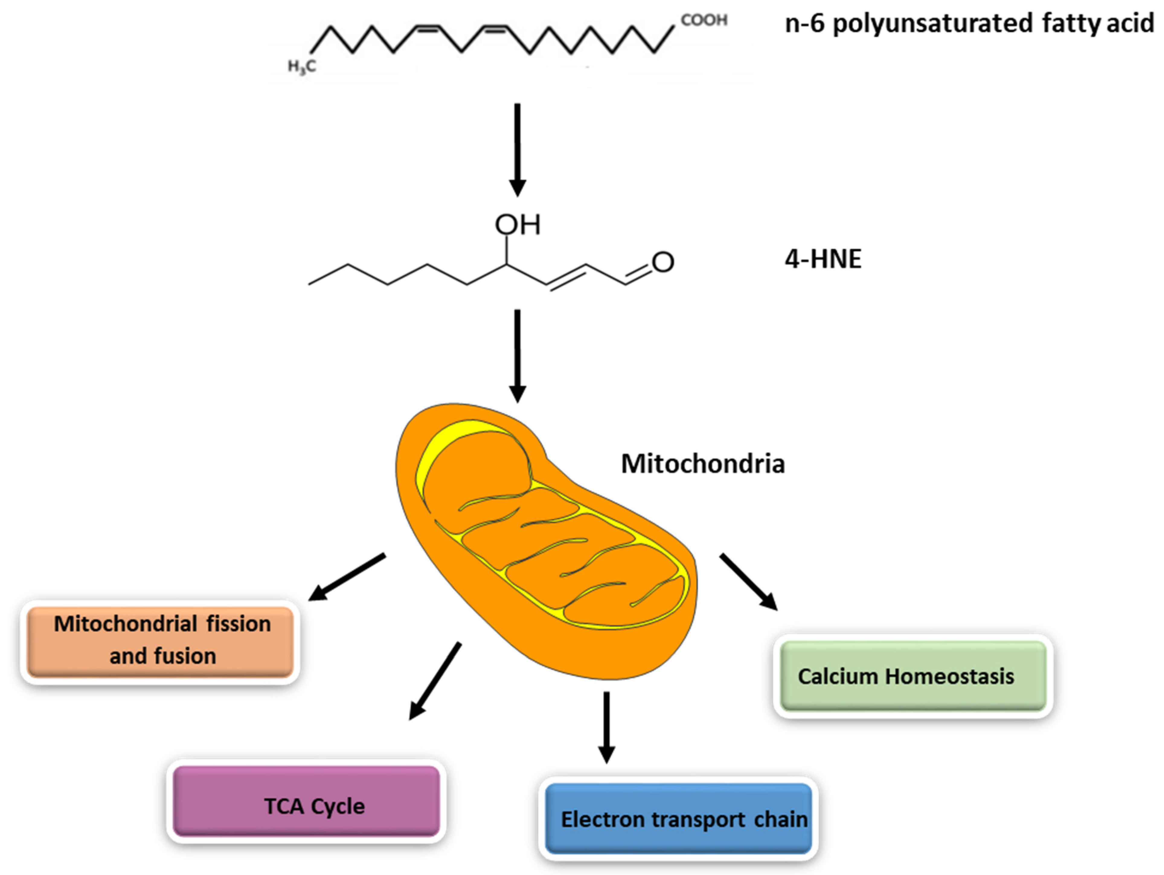 Electrophilic Aldehyde 4-Hydroxy-2-Nonenal Mediated Electrophilic Aldehyde 4-Hydroxy-2-Nonenal Mediated