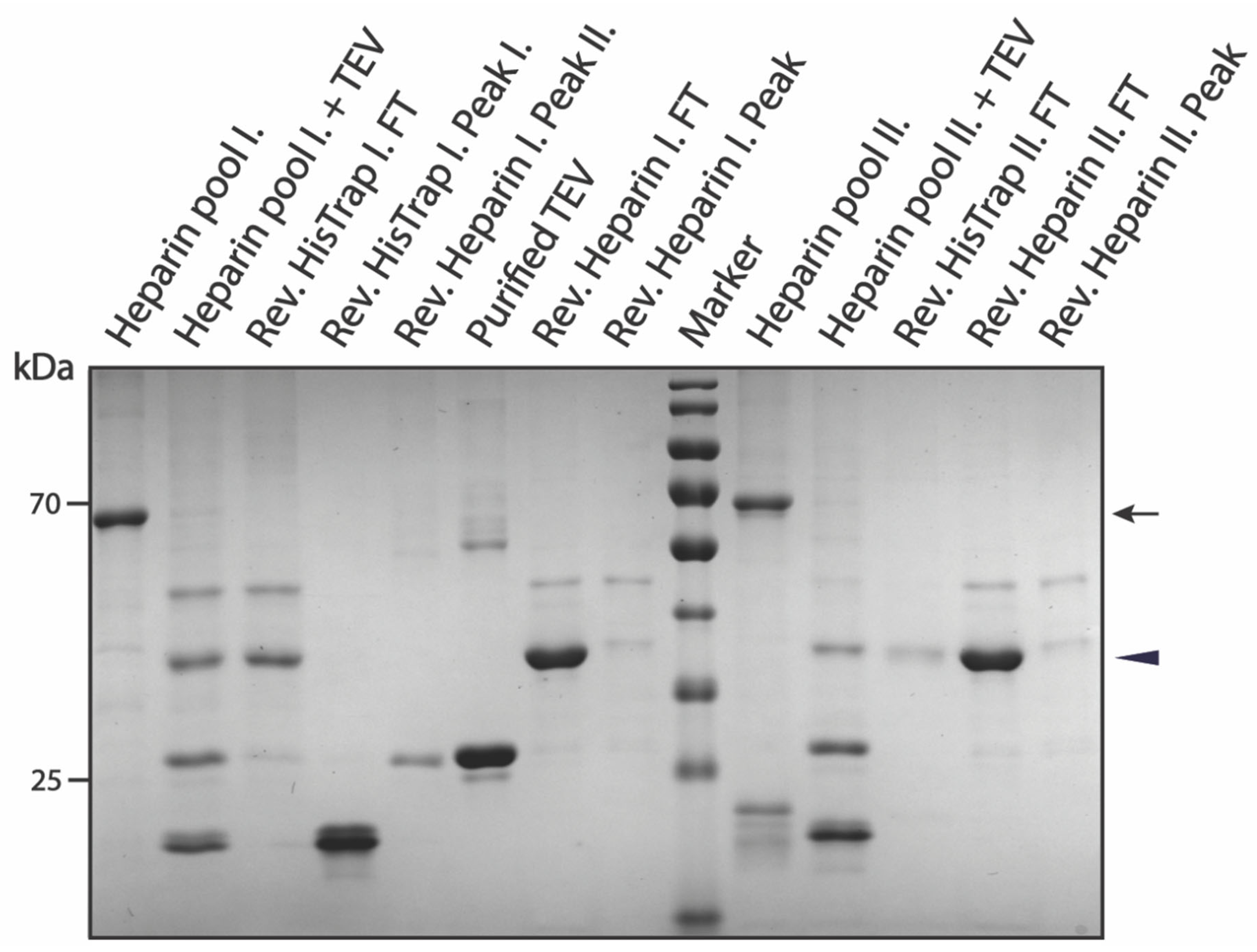 Biomolecules 12 01566 g003 Biomolecules 12 01566 g003