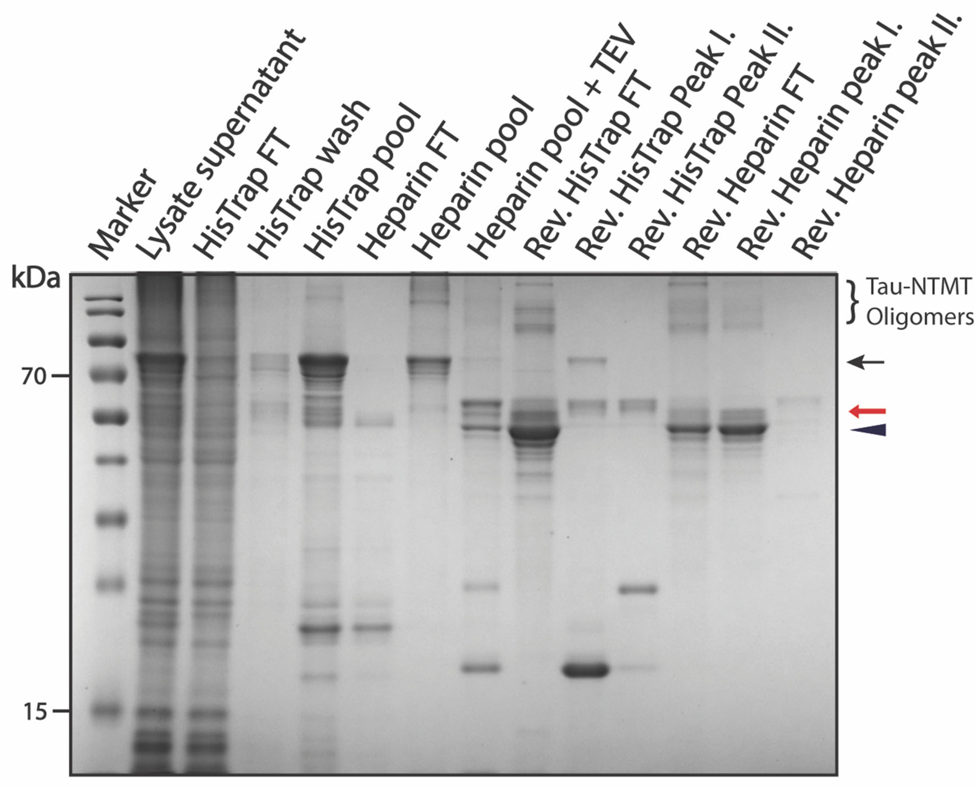 Biomolecules 12 01566 g005 Biomolecules 12 01566 g005