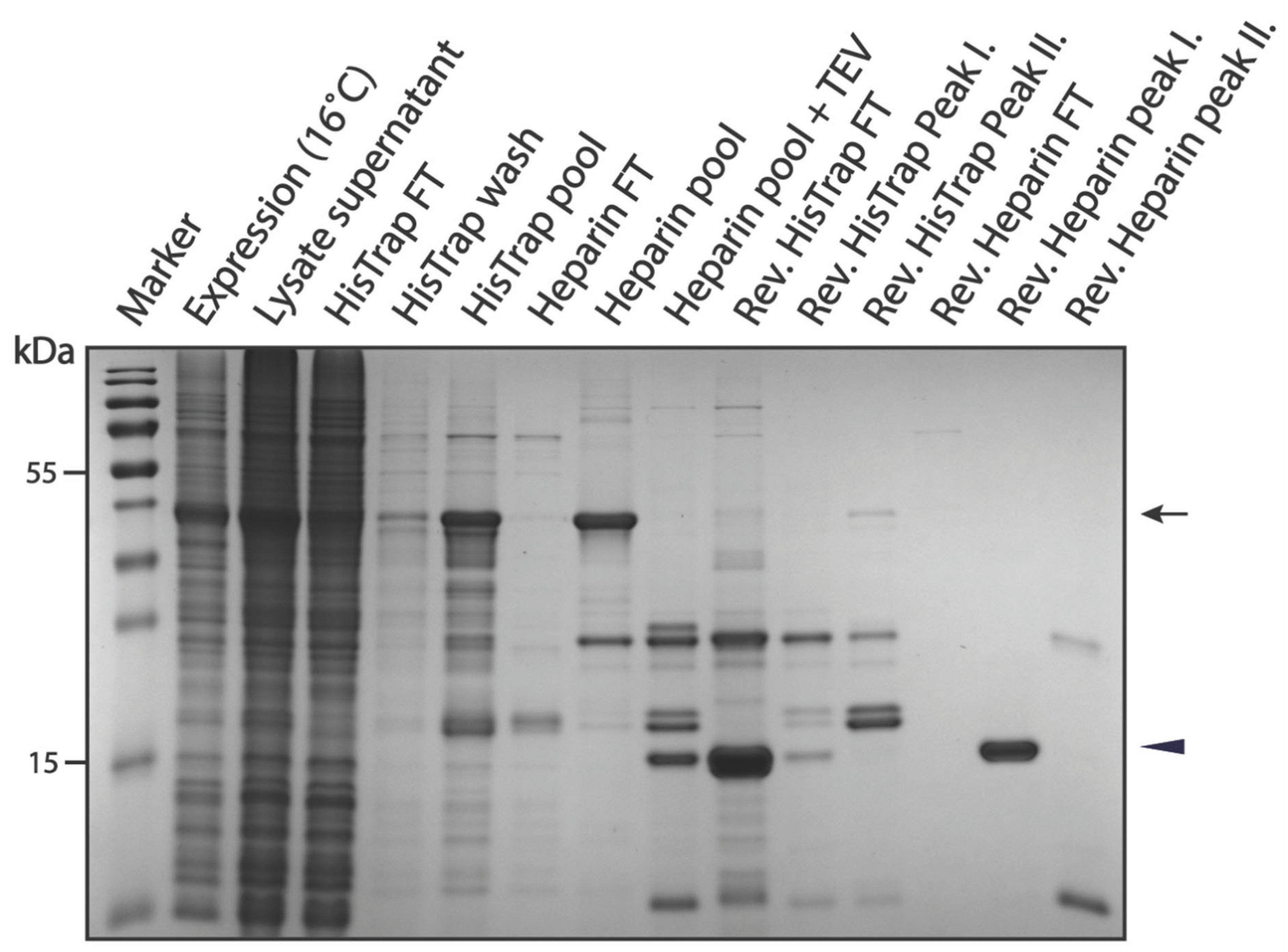 Biomolecules 12 01566 g006 Biomolecules 12 01566 g006