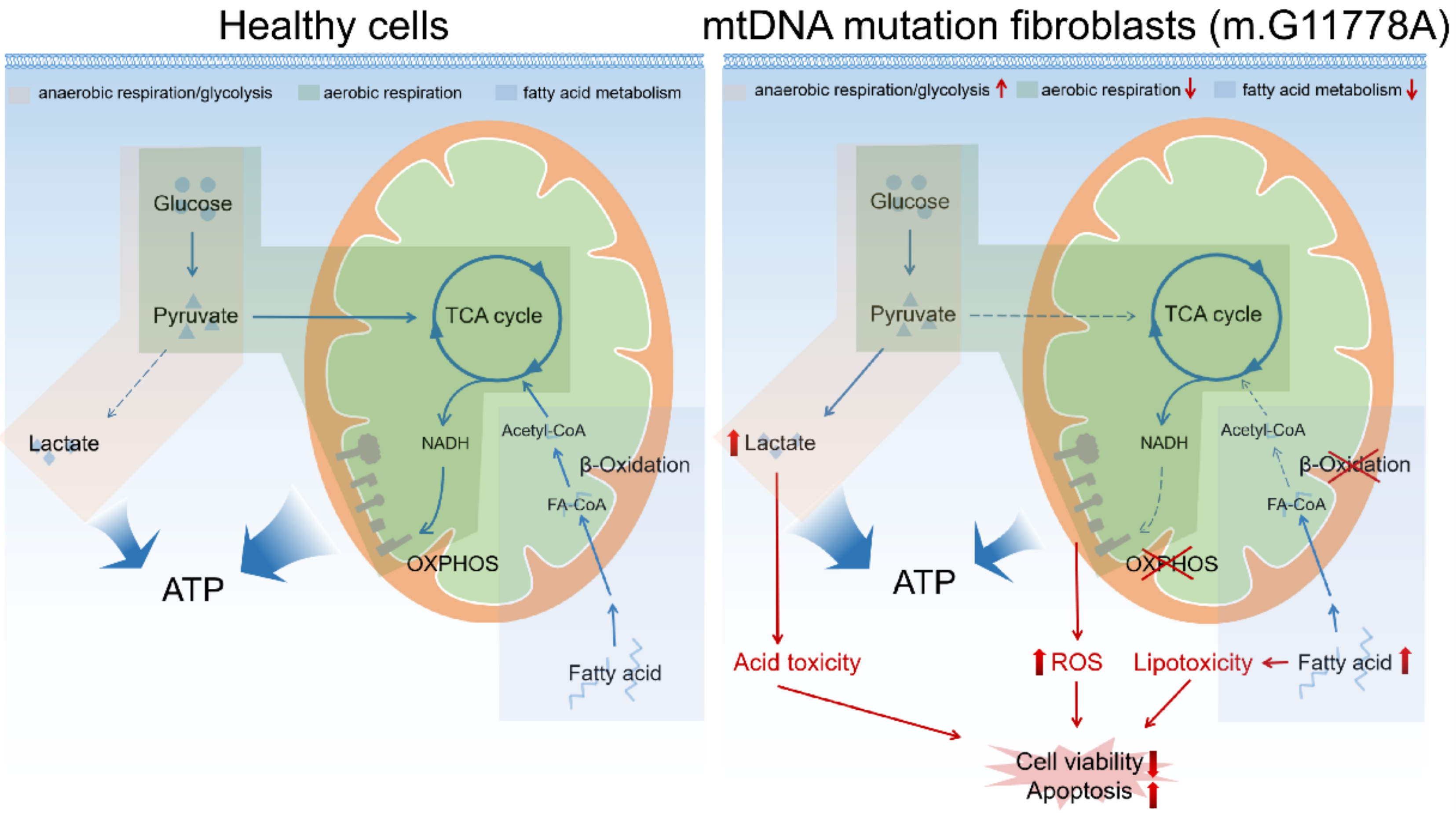 Biomolecules 12 01568 g008 Biomolecules 12 01568 g008