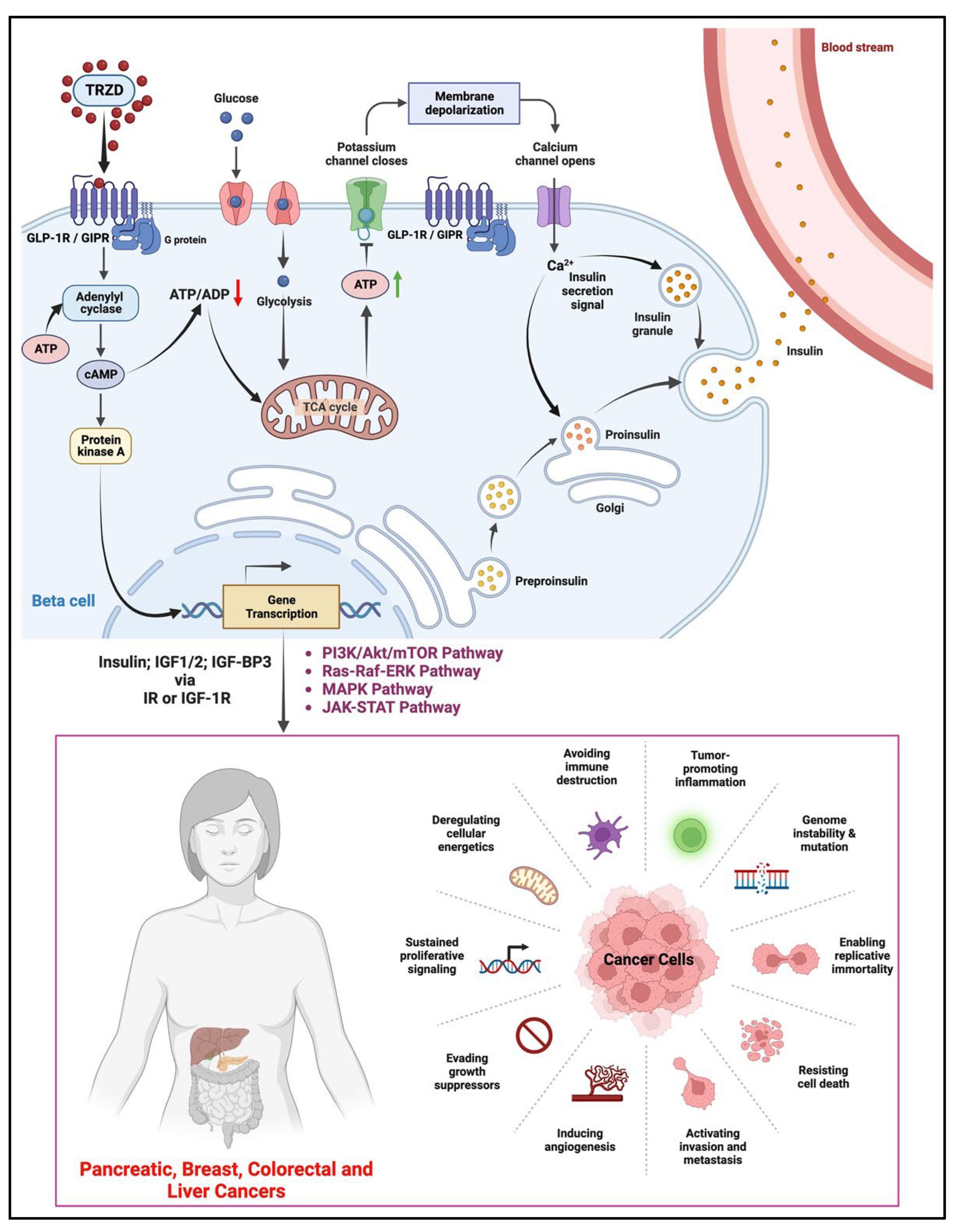 Biomolecules 12 01580 g002 Biomolecules 12 01580 g002