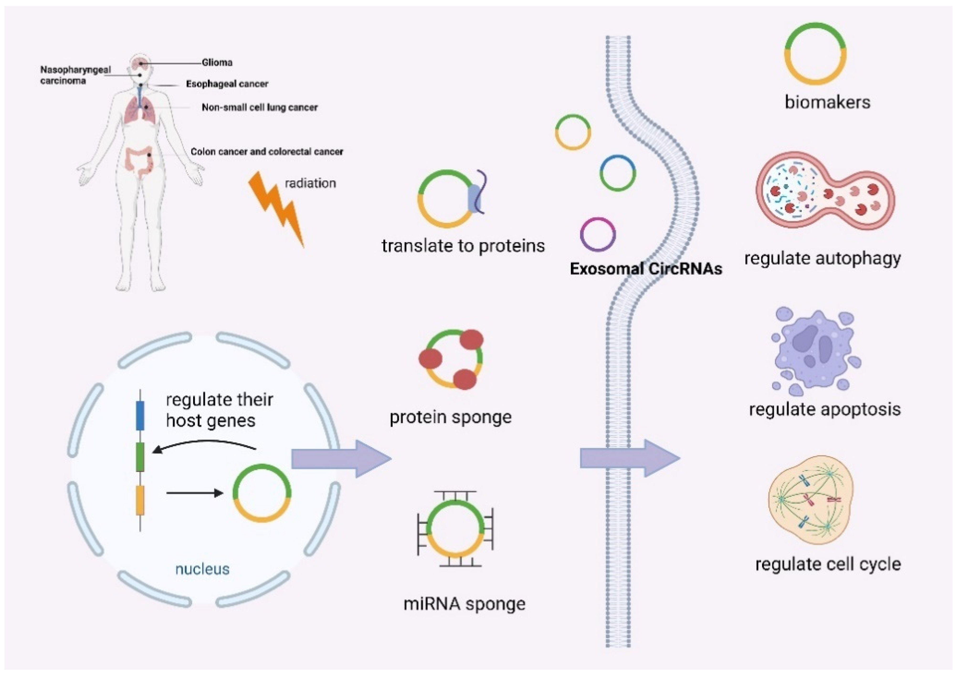 Biomolecules 12 01586 g002