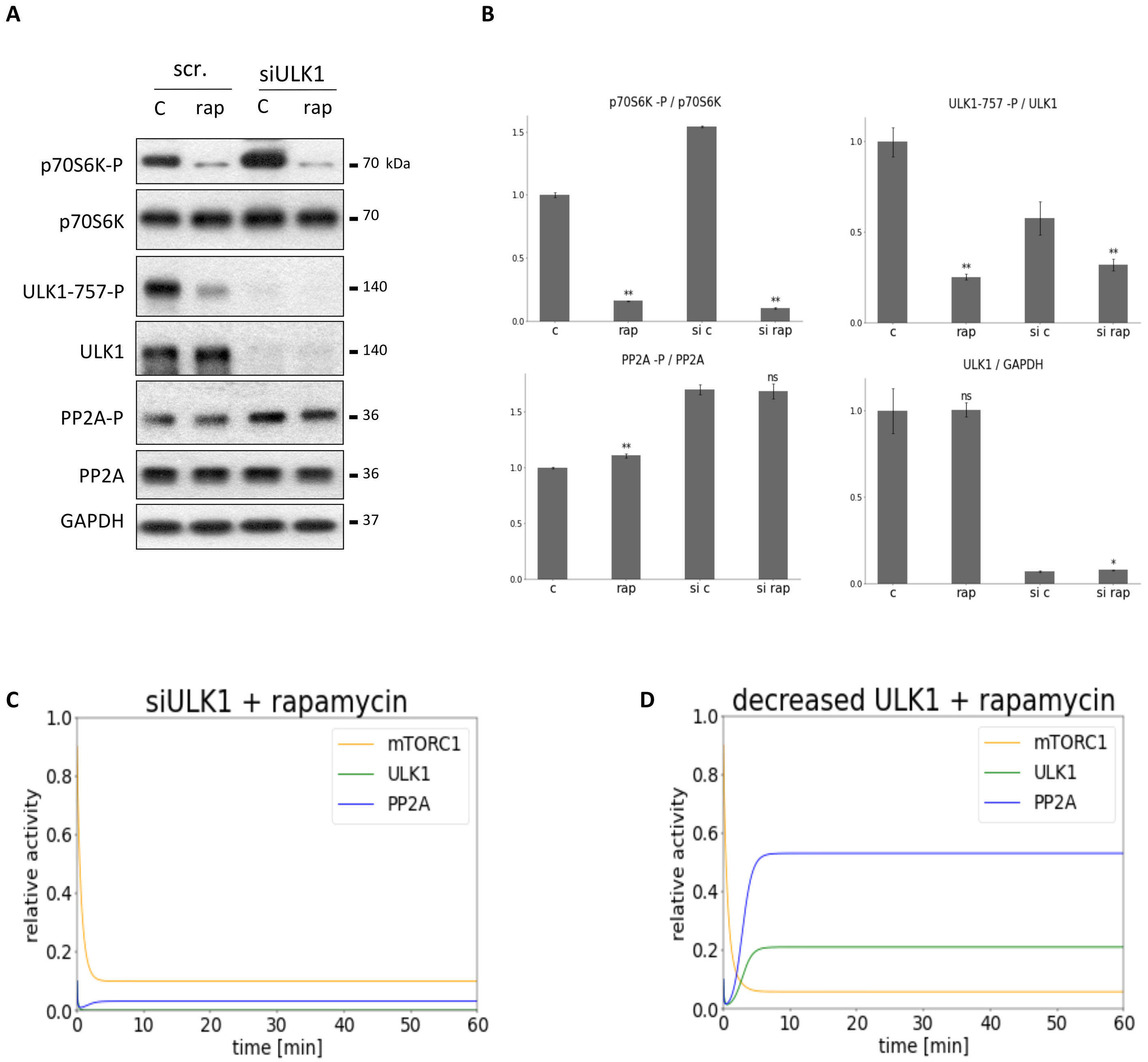 Biomolecules 12 01587 g005 Biomolecules 12 01587 g005