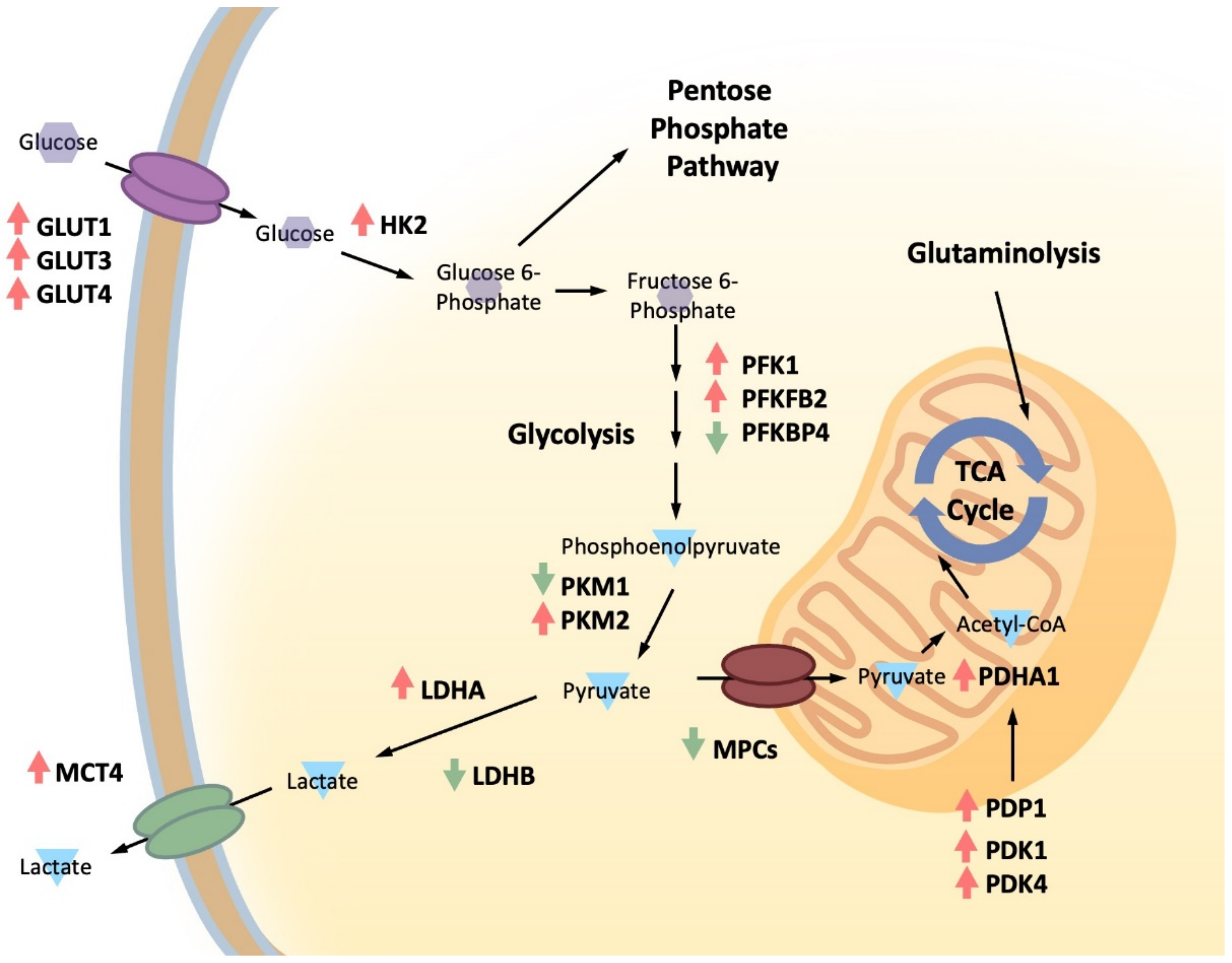 Biomolecules 12 01590 g002 Biomolecules 12 01590 g002