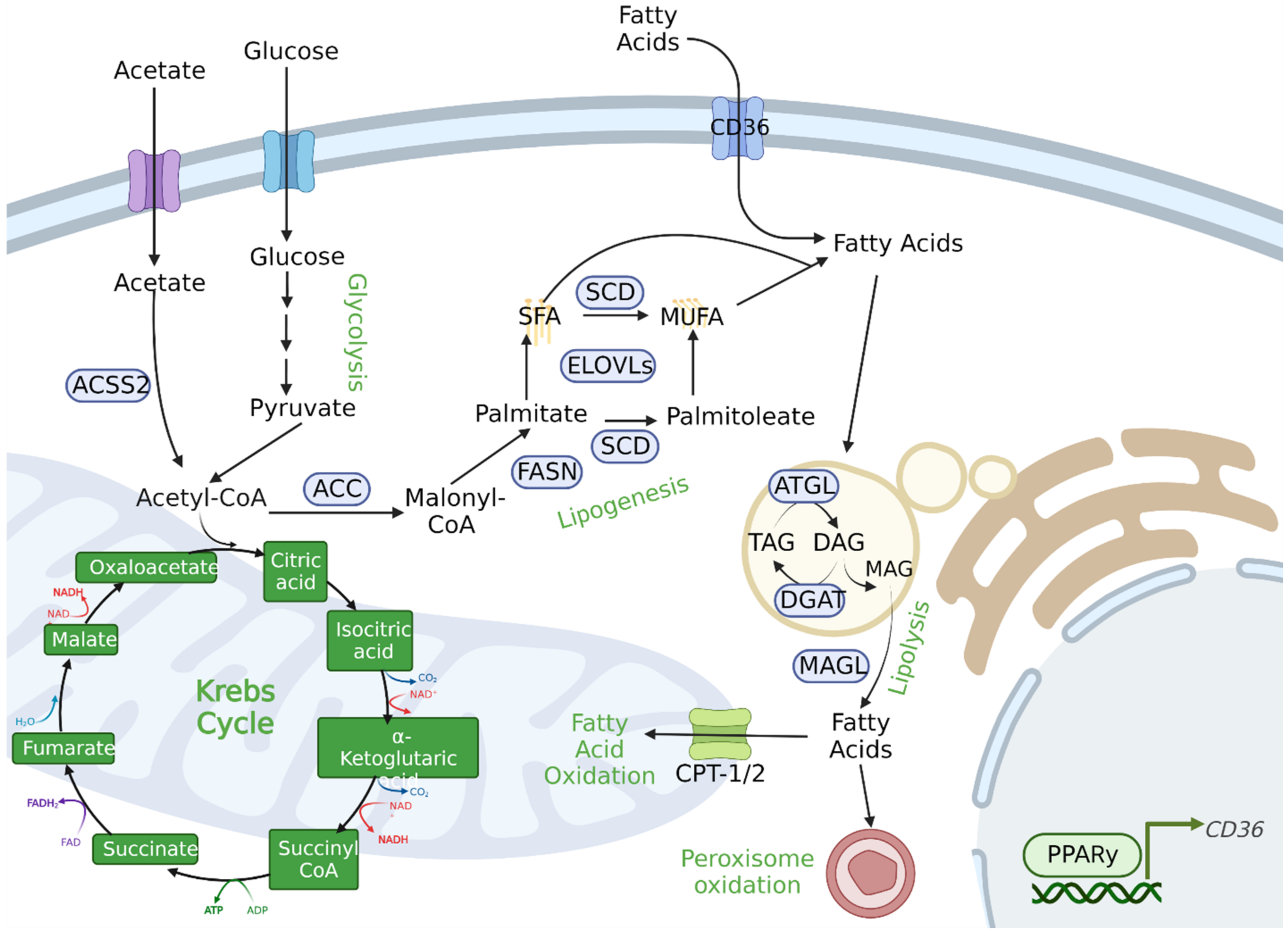 Biomolecules 12 01590 g003 Biomolecules 12 01590 g003