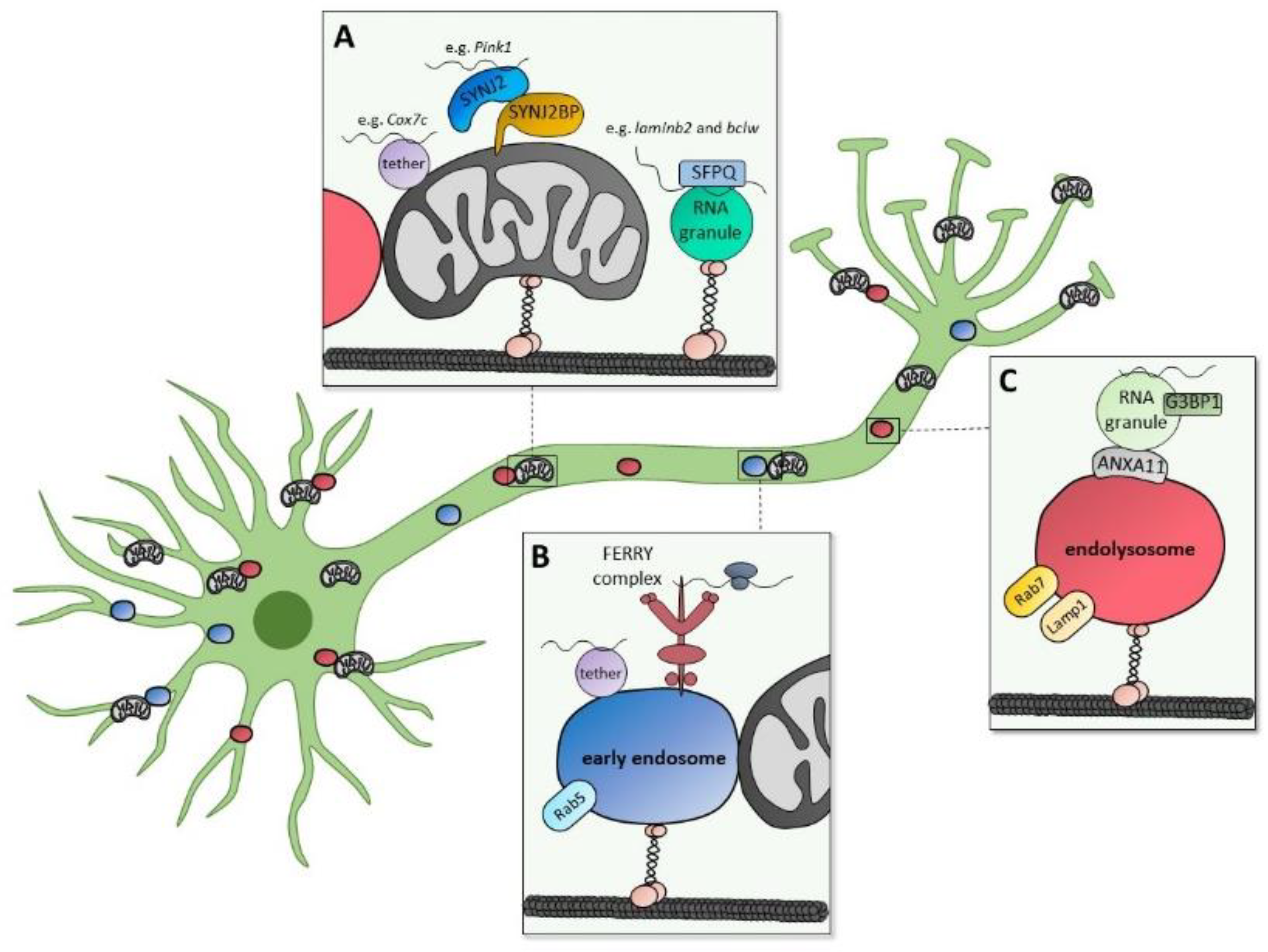 Biomolecules 12 01595 g002 Biomolecules 12 01595 g002
