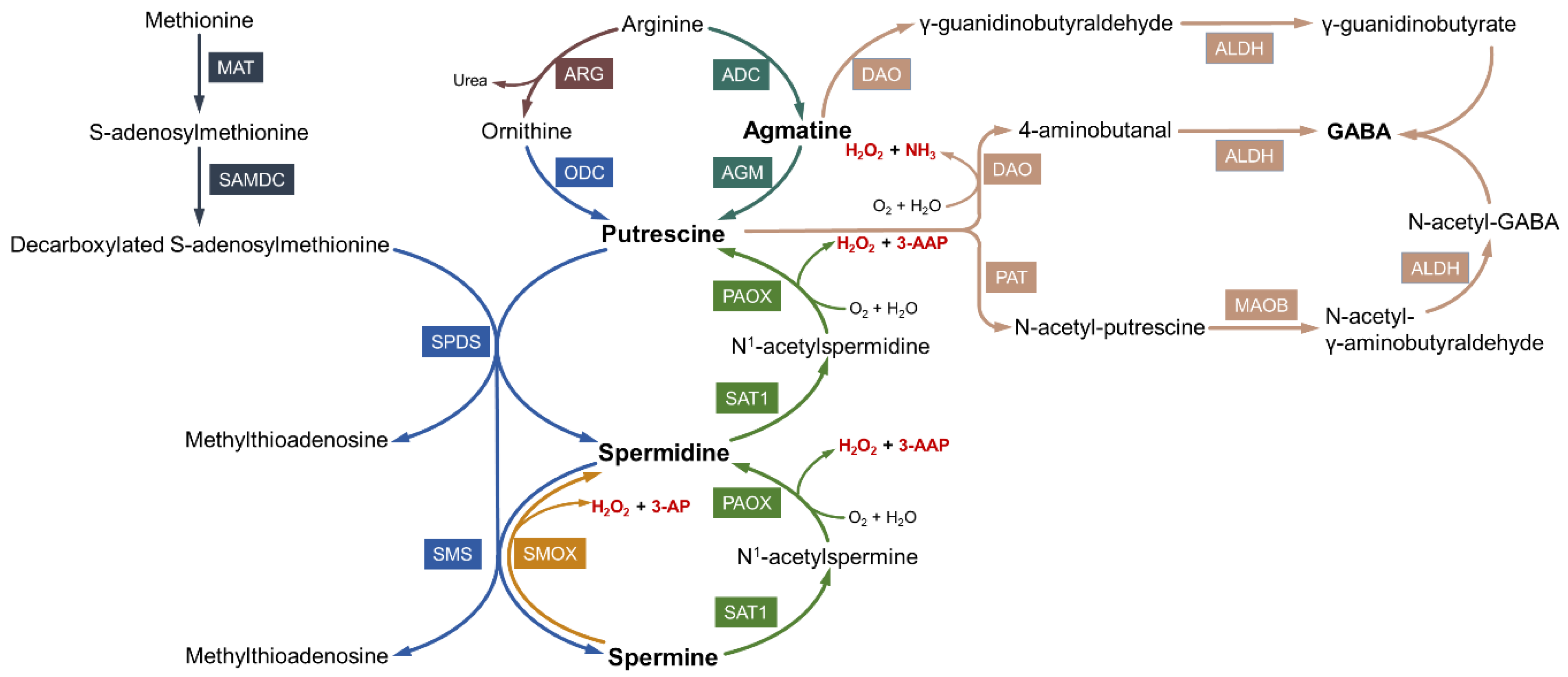 Biomolecules 12 01596 g002 Biomolecules 12 01596 g002
