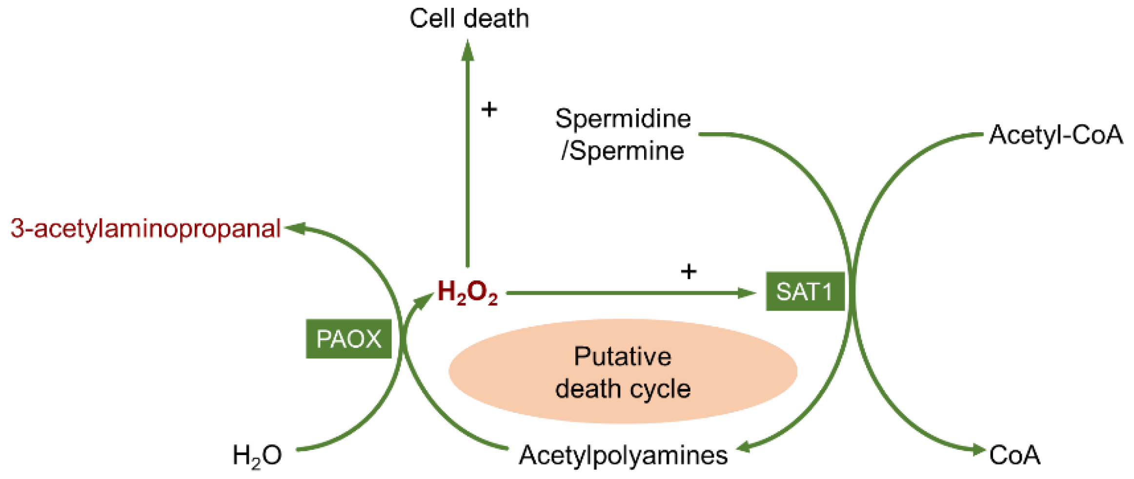 Biomolecules 12 01596 g003 Biomolecules 12 01596 g003