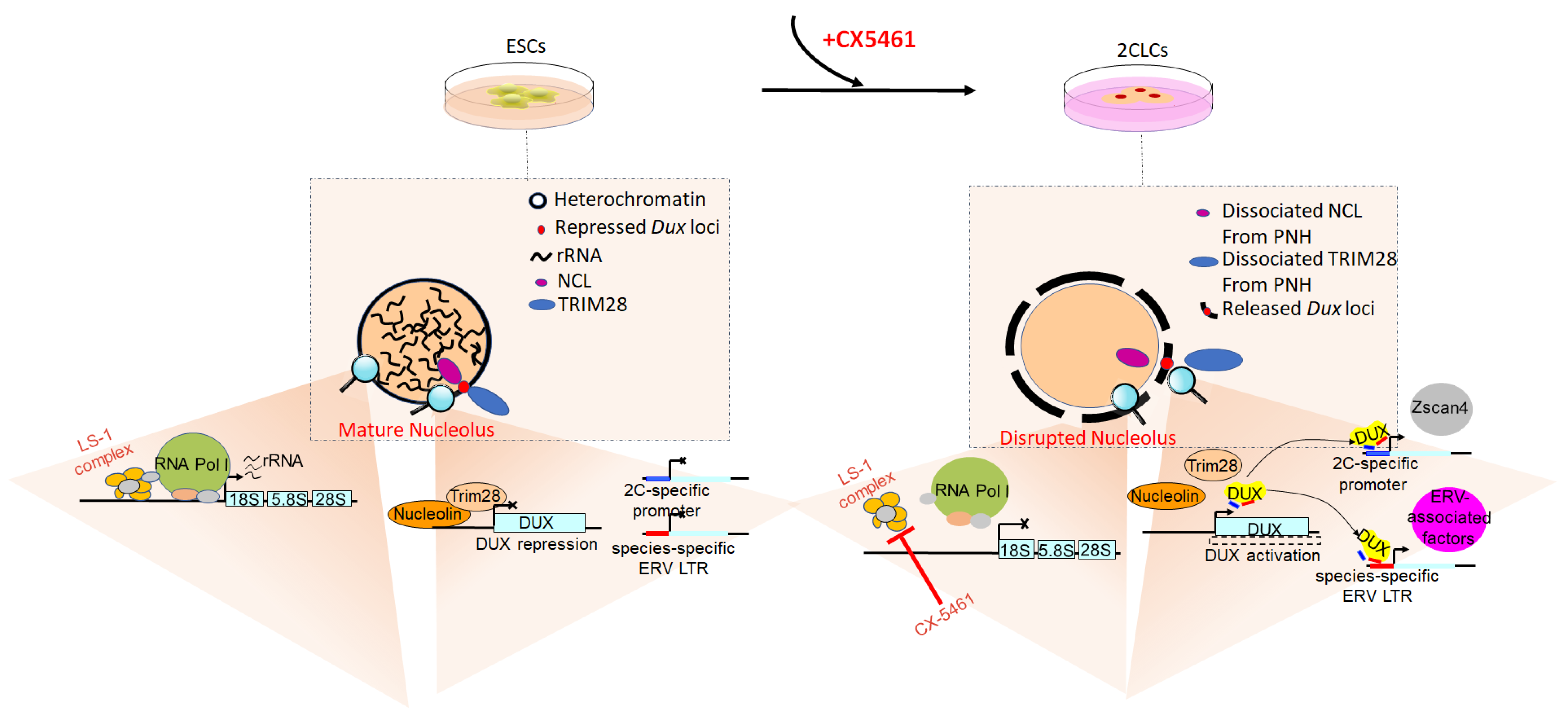 Biomolecules 12 01611 g001 Biomolecules 12 01611 g001