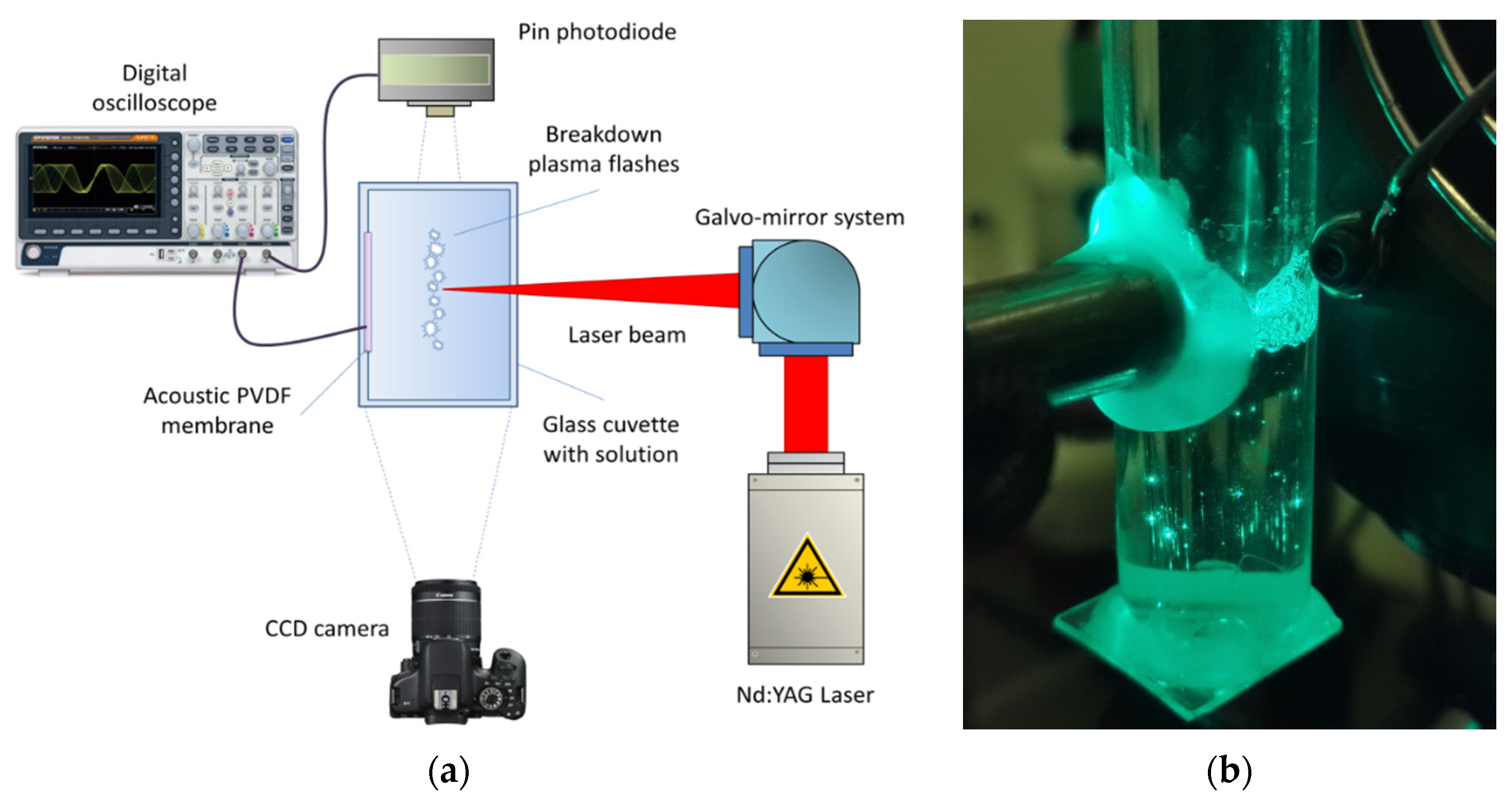 Biomolecules 12 01613 g001