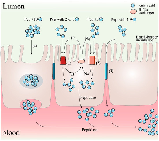 Food Protein-Derived Antioxidant Peptides: Molecular