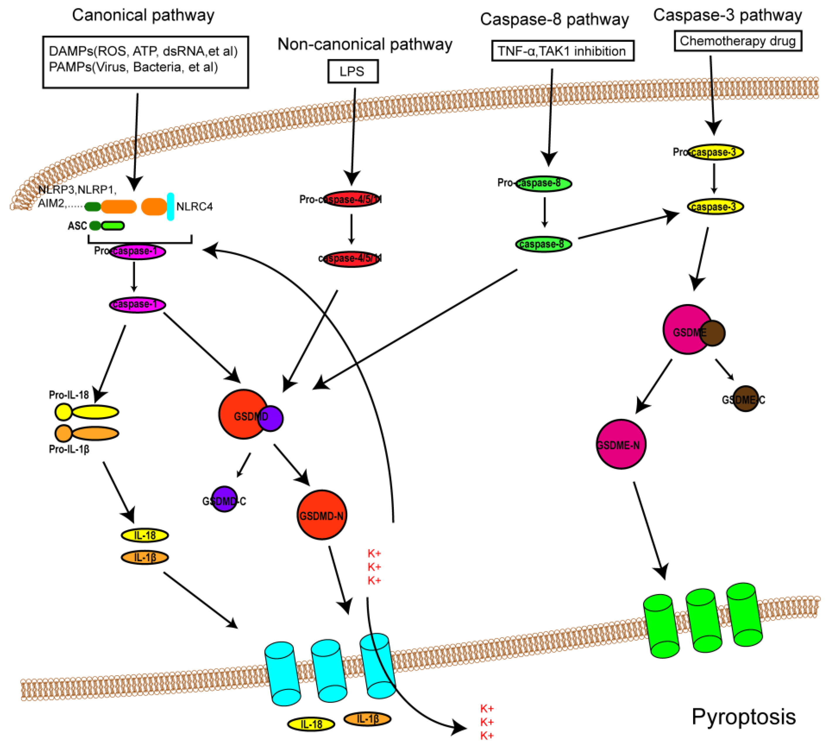 Biomolecules 12 01625 g001