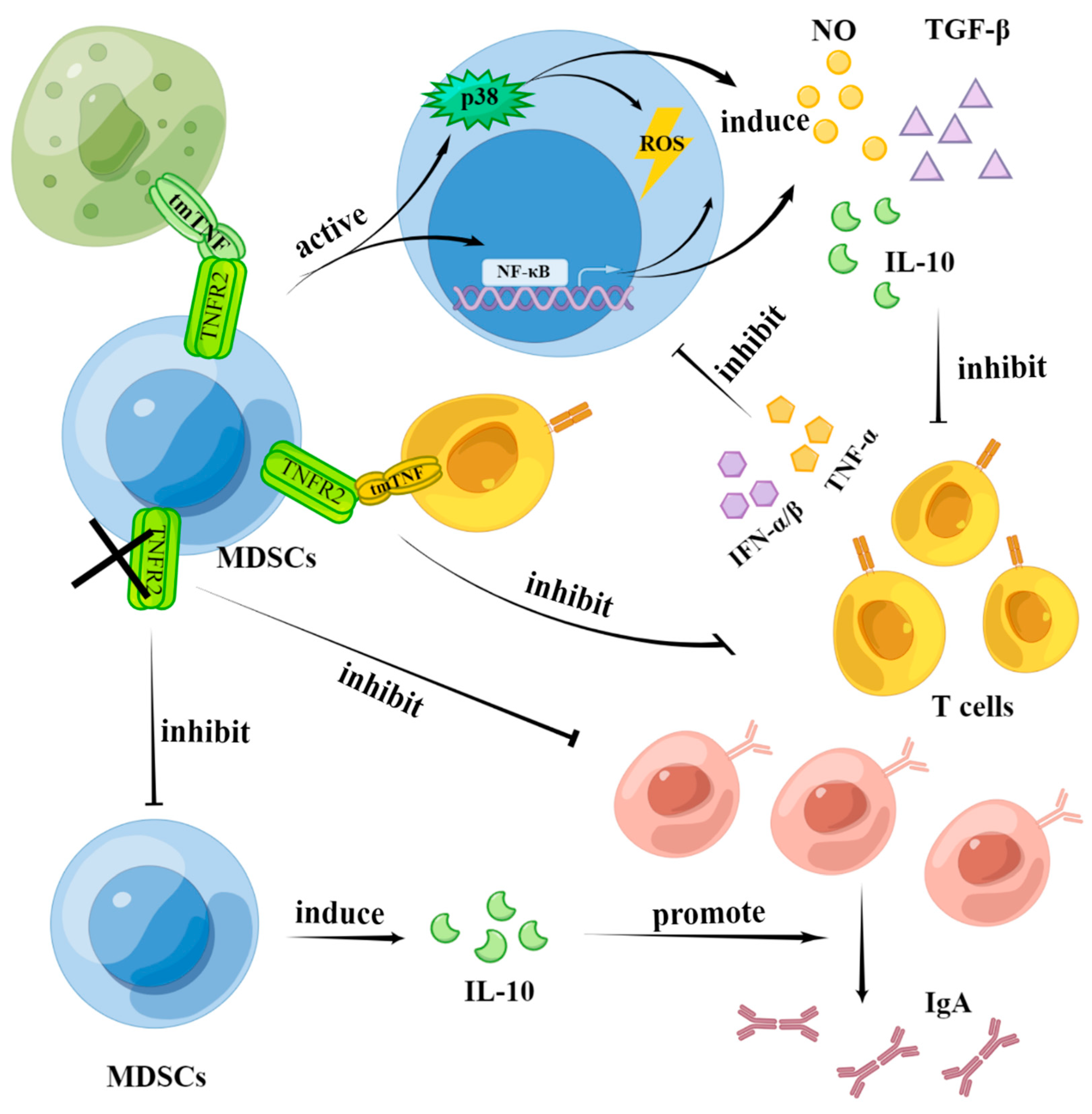 Biomolecules 12 01627 g003 Biomolecules 12 01627 g003