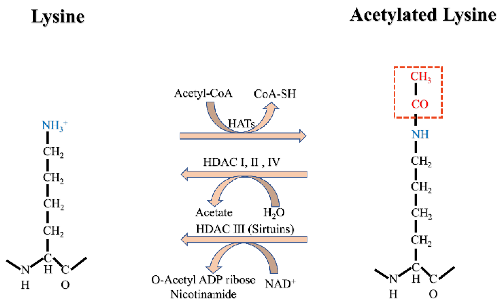 Biomolecules 12 01655 g001 Biomolecules 12 01655 g001