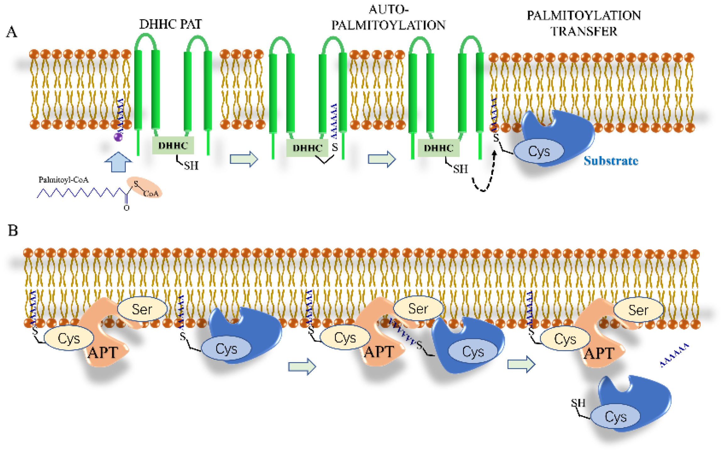 Biomolecules 12 01655 g003 Biomolecules 12 01655 g003