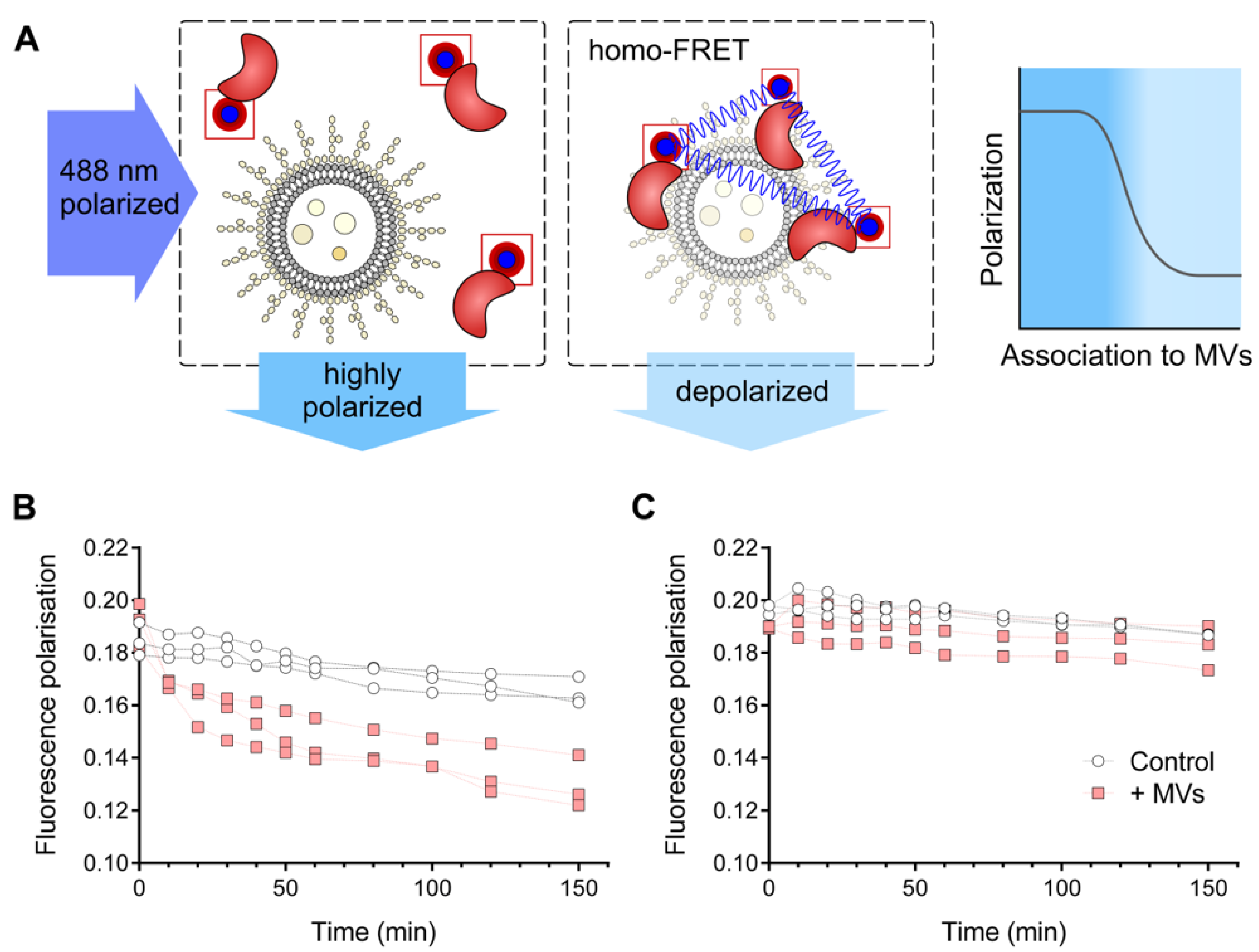 Biomolecules 12 01656 g003 Biomolecules 12 01656 g003