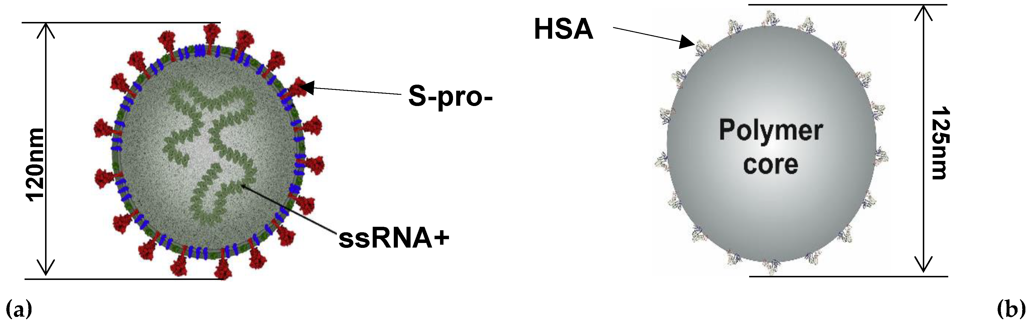 Biomolecules 12 01658 g006 Biomolecules 12 01658 g006