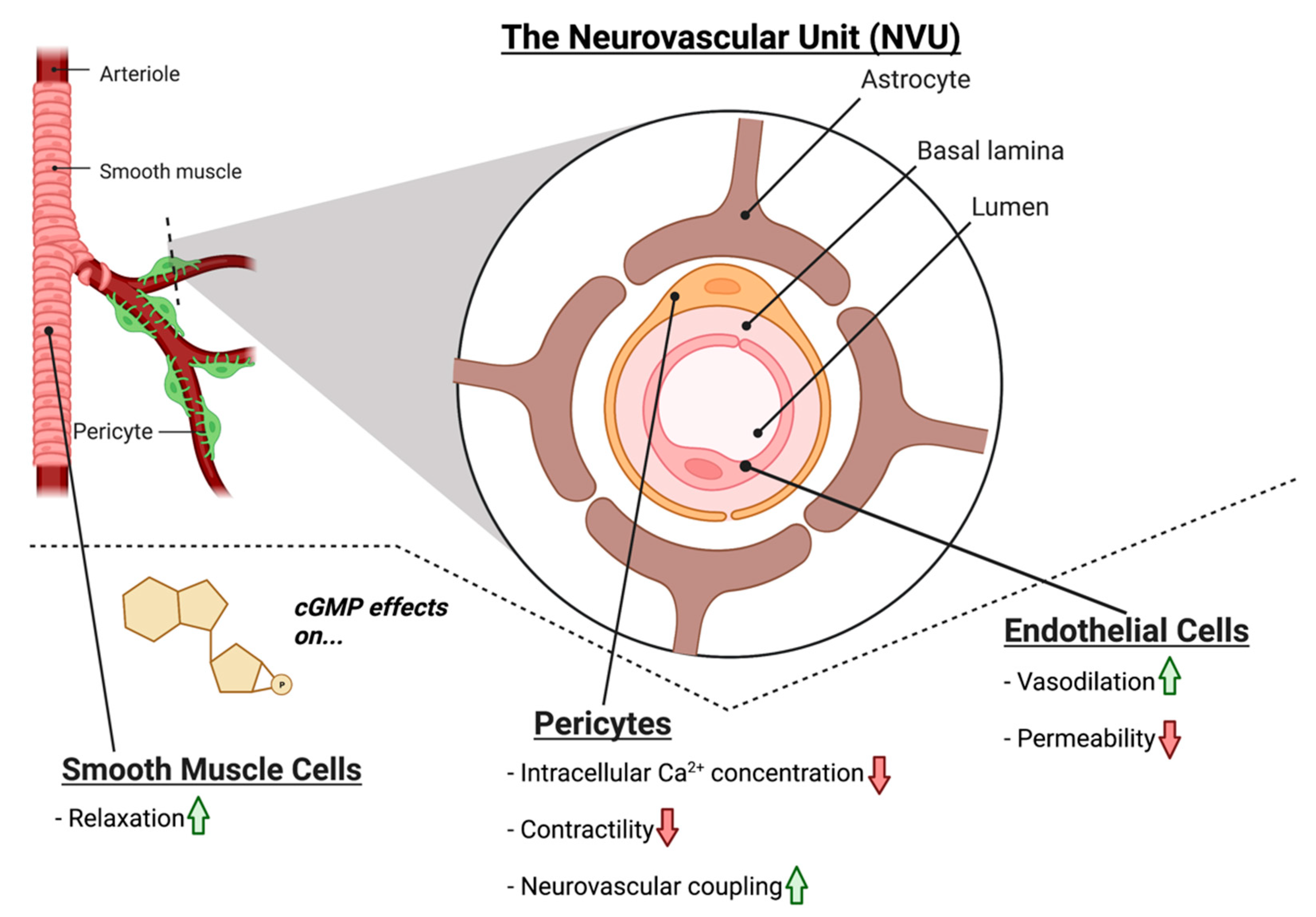 Biomolecules 12 01671 g002 Biomolecules 12 01671 g002