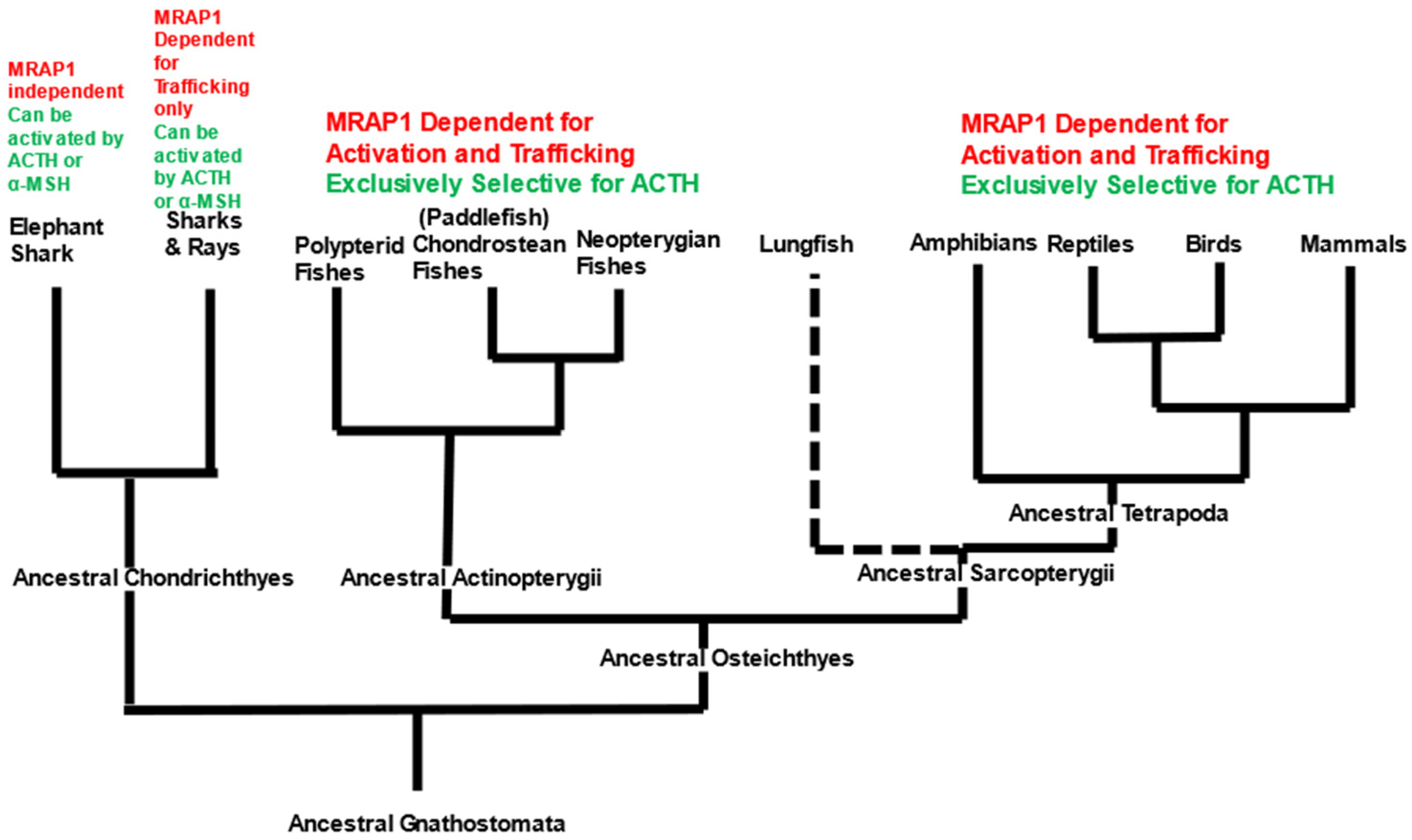 Biomolecules 12 01681 g005 Biomolecules 12 01681 g005