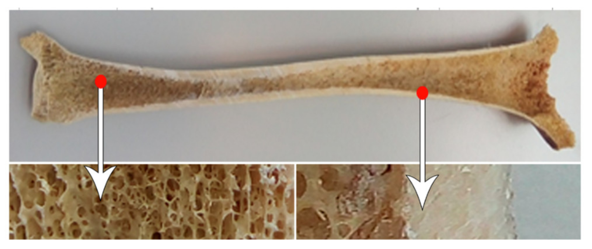 Biomolecules 12 01692 g002 Biomolecules 12 01692 g002