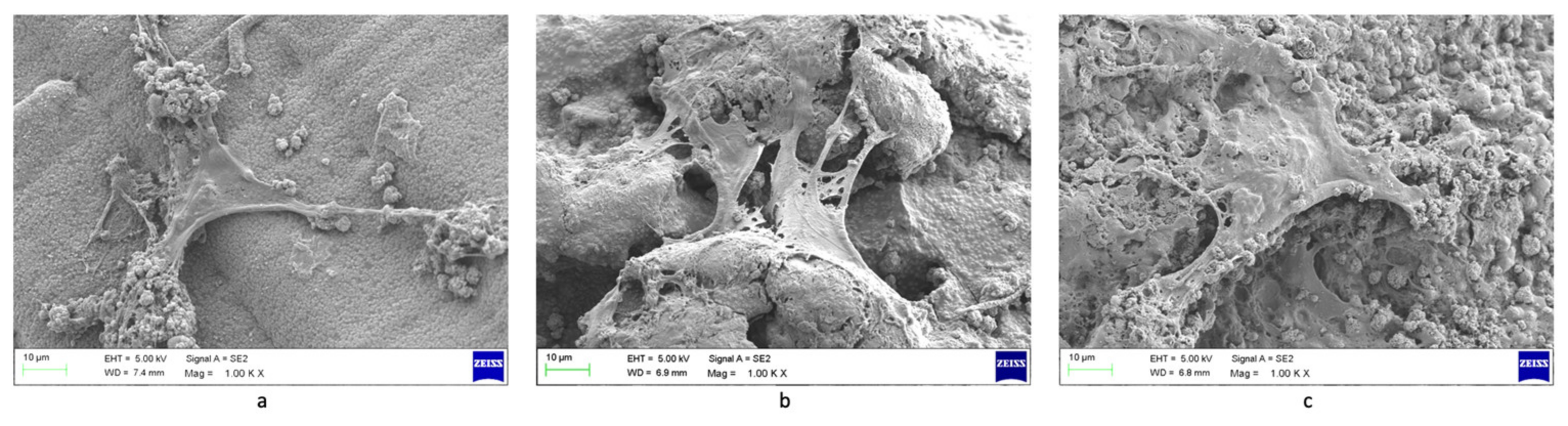 Biomolecules 12 01692 g011 Biomolecules 12 01692 g011