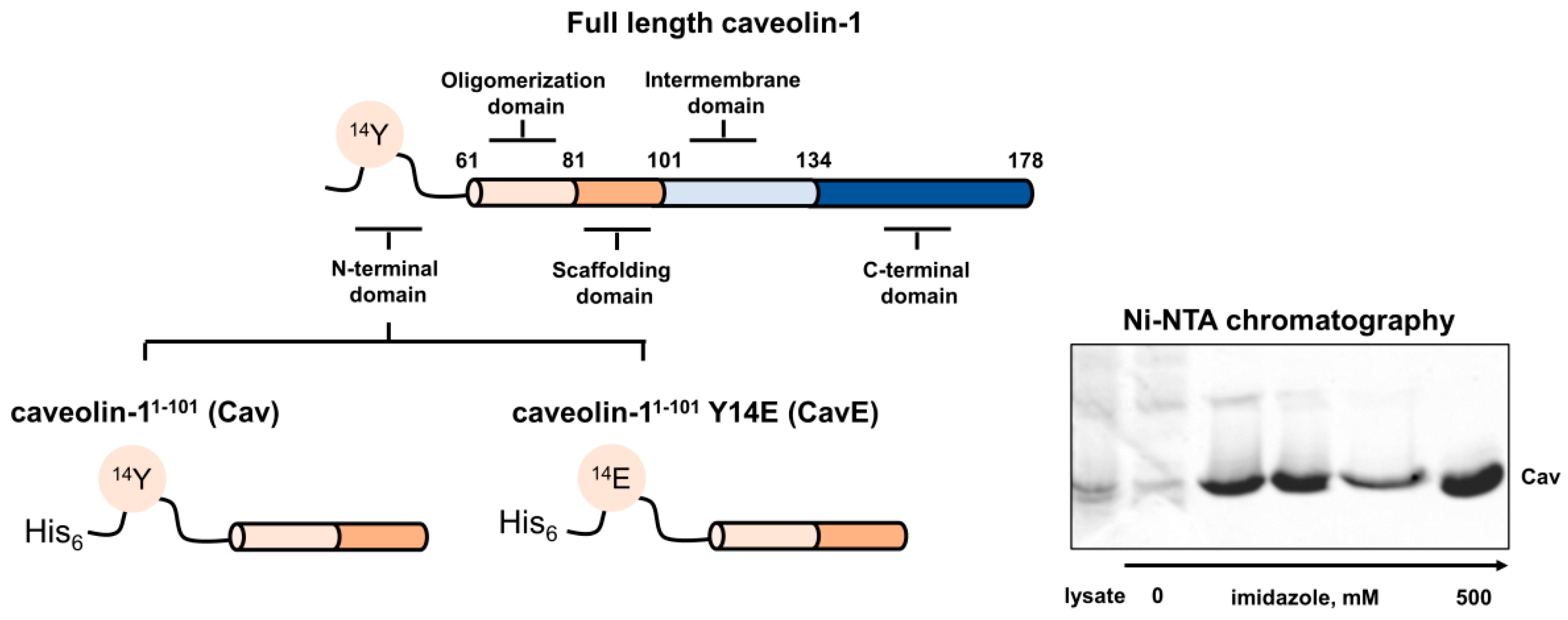 Biomolecules 12 01698 g001 Biomolecules 12 01698 g001