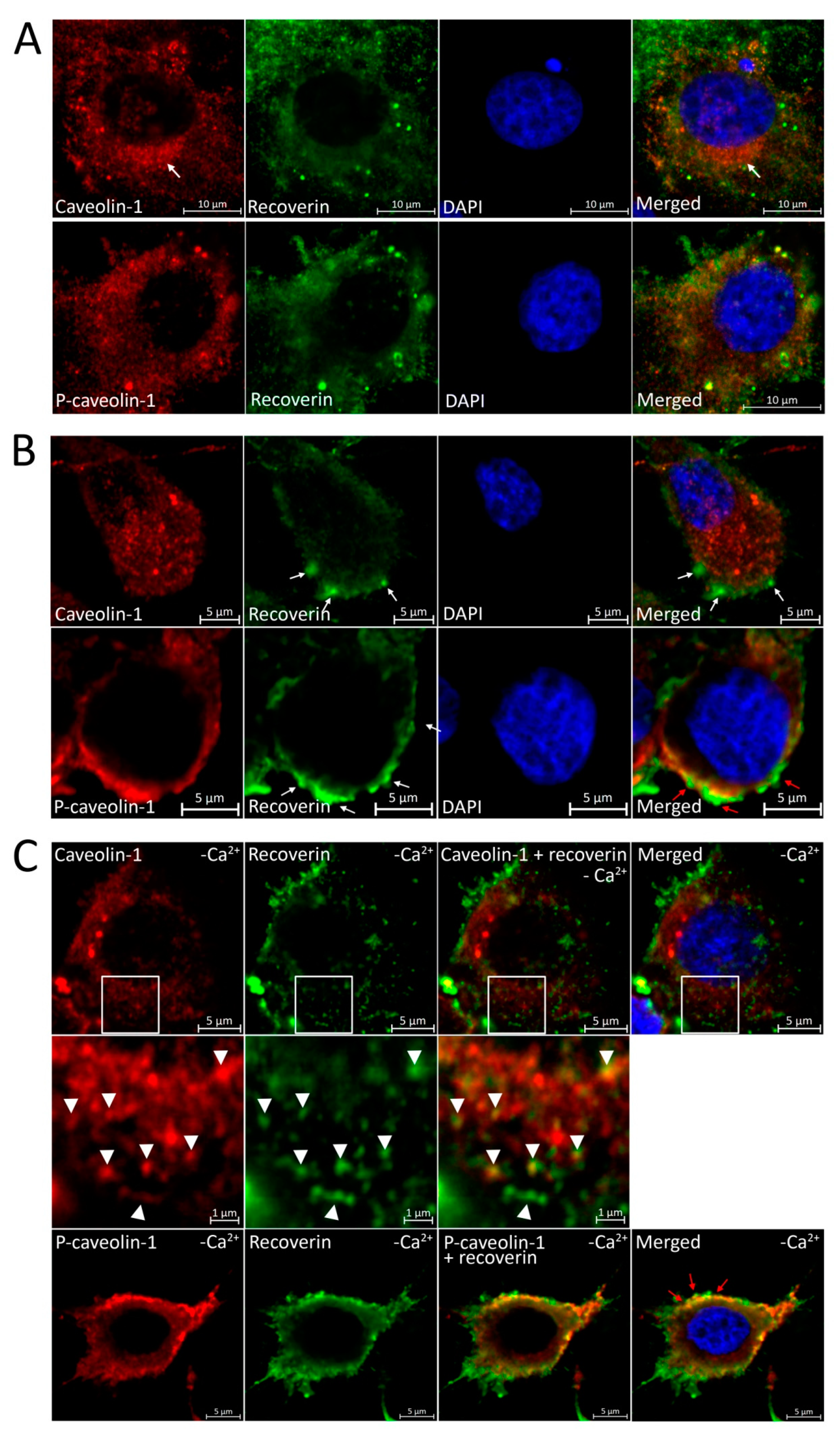 Biomolecules 12 01698 g006 Biomolecules 12 01698 g006