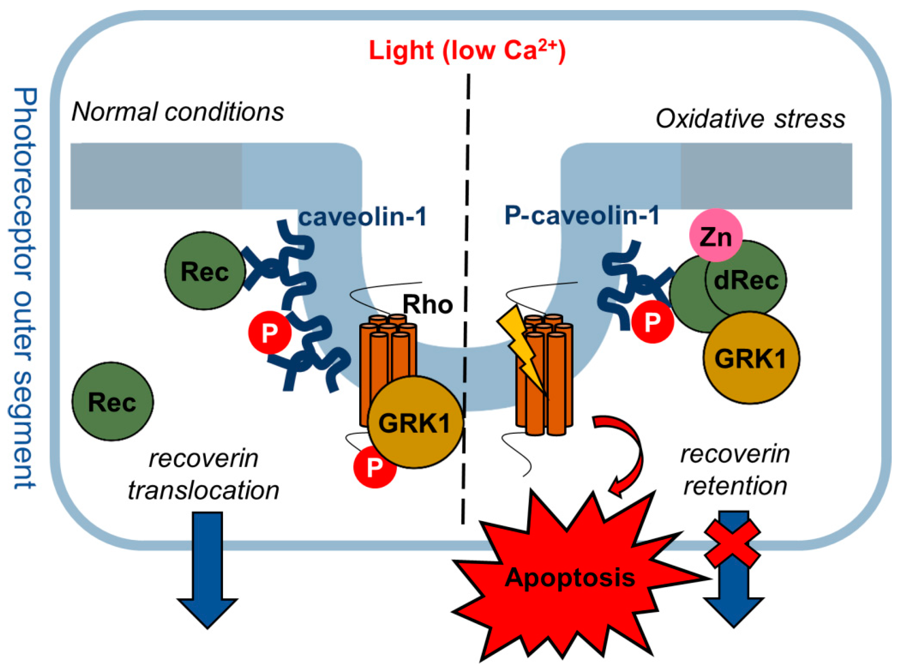 Biomolecules 12 01698 g007 Biomolecules 12 01698 g007