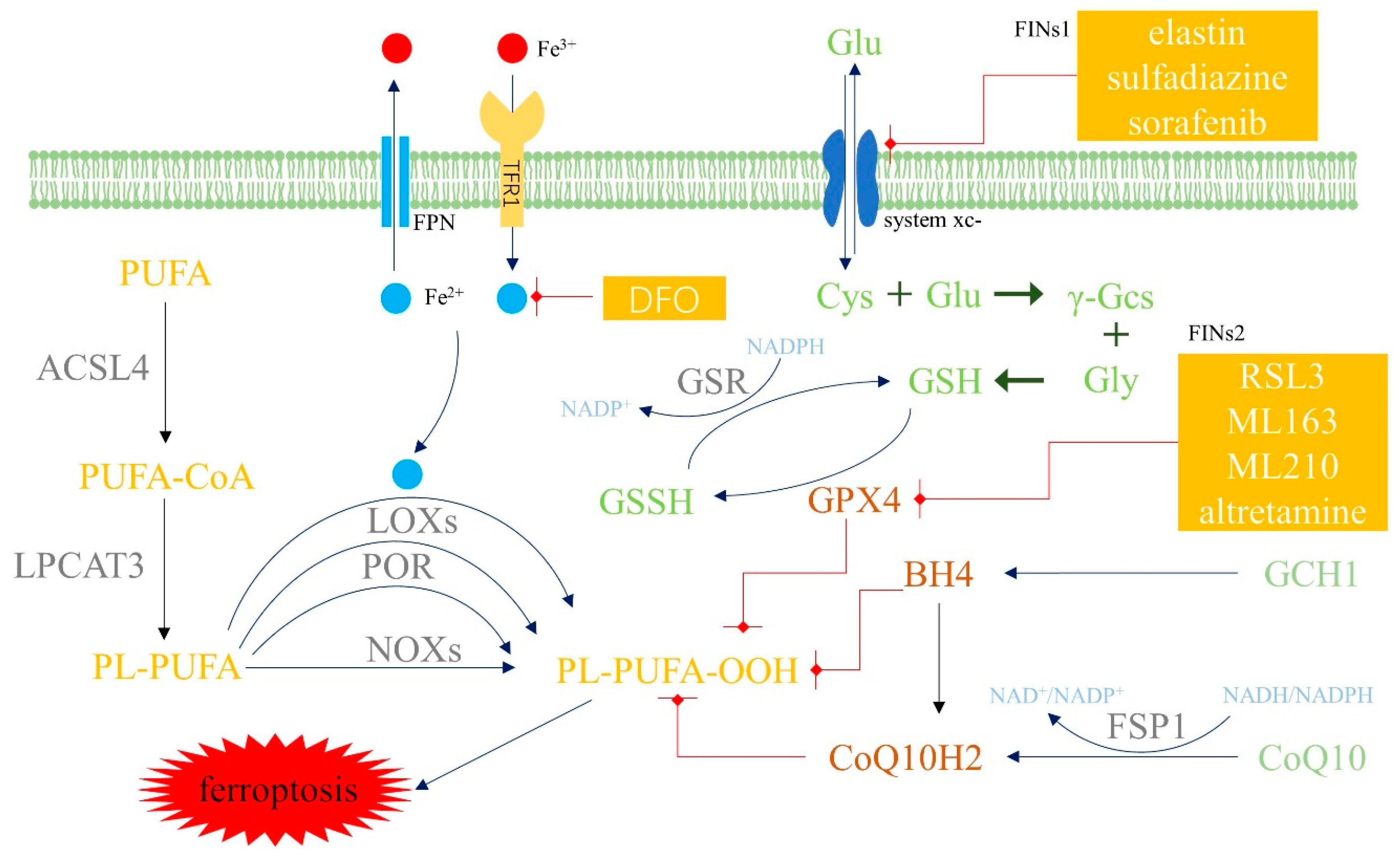Biomolecules 12 01702 g001 Biomolecules 12 01702 g001