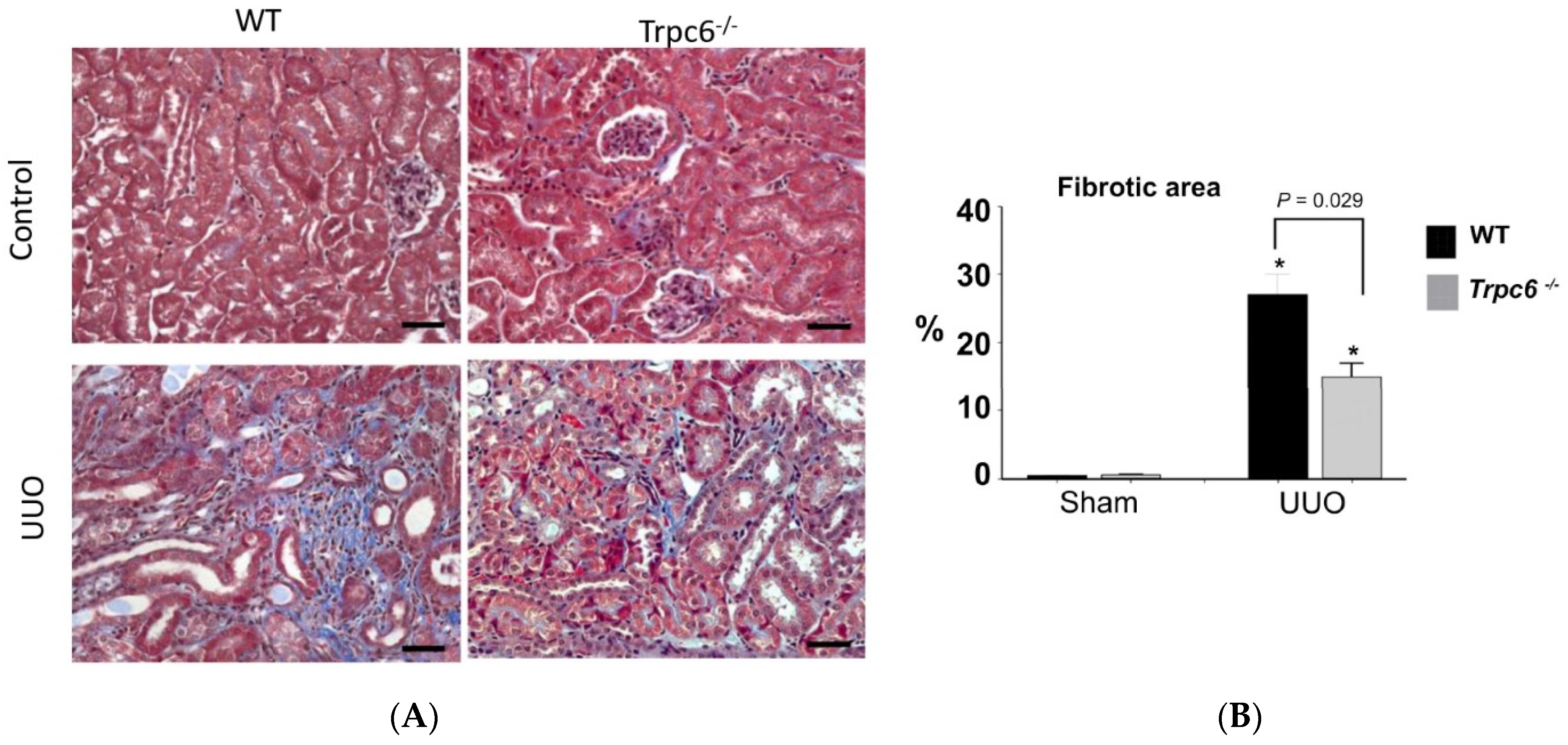 Biomolecules 12 01710 g005 Biomolecules 12 01710 g005