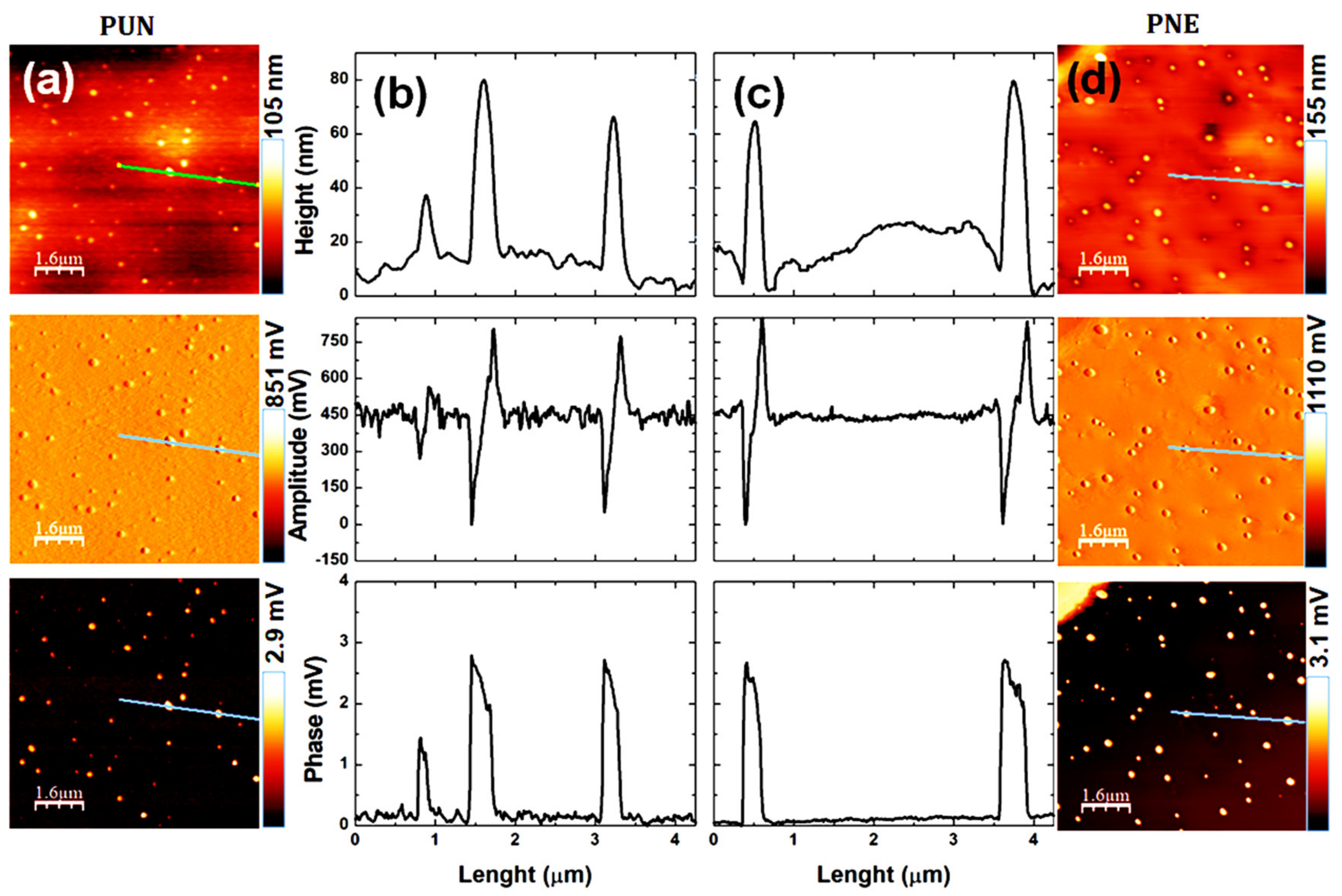 Biomolecules 12 01711 g005 Biomolecules 12 01711 g005