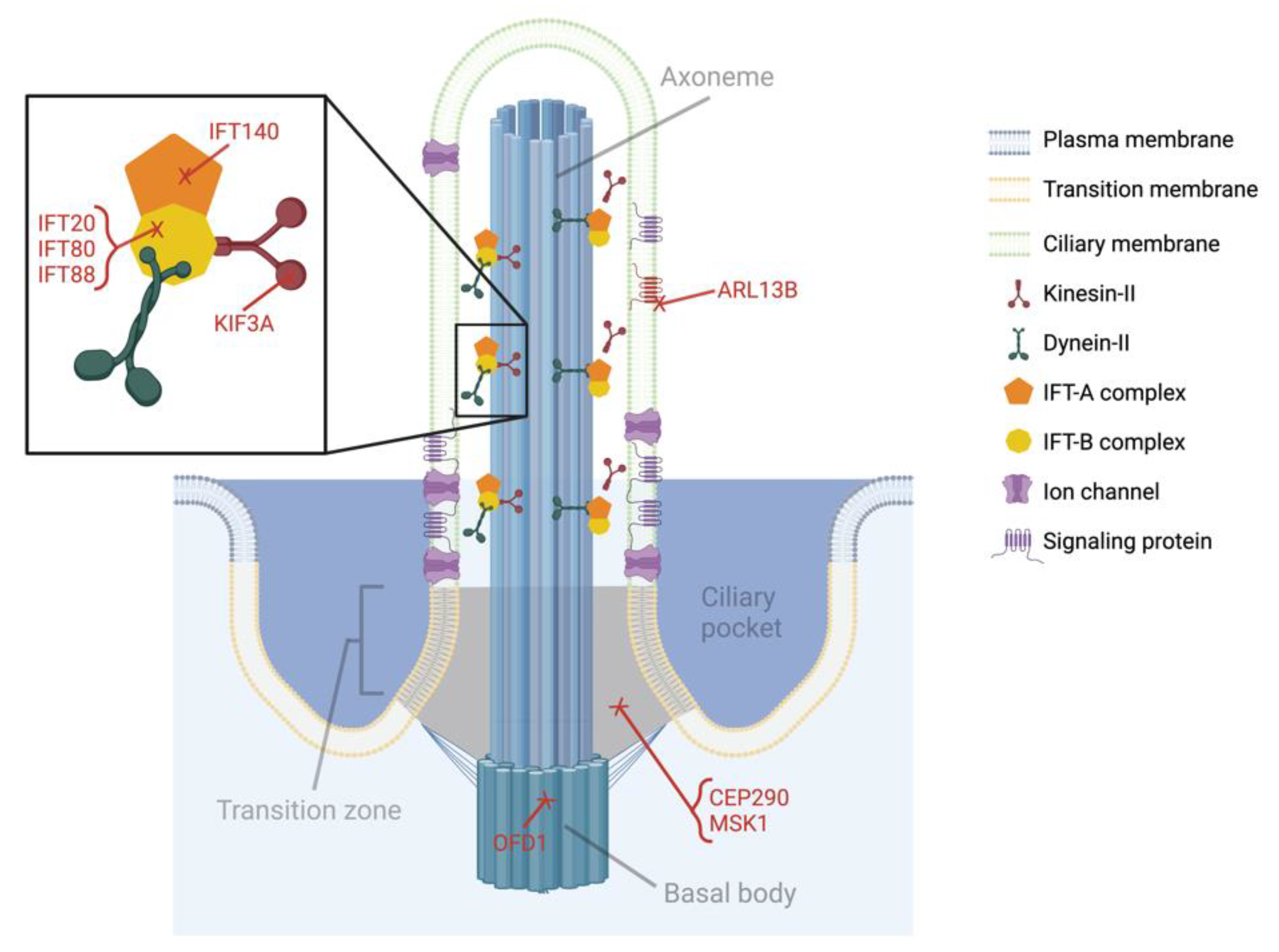 Biomolecules Free FullText Primary Cilia The New Face of