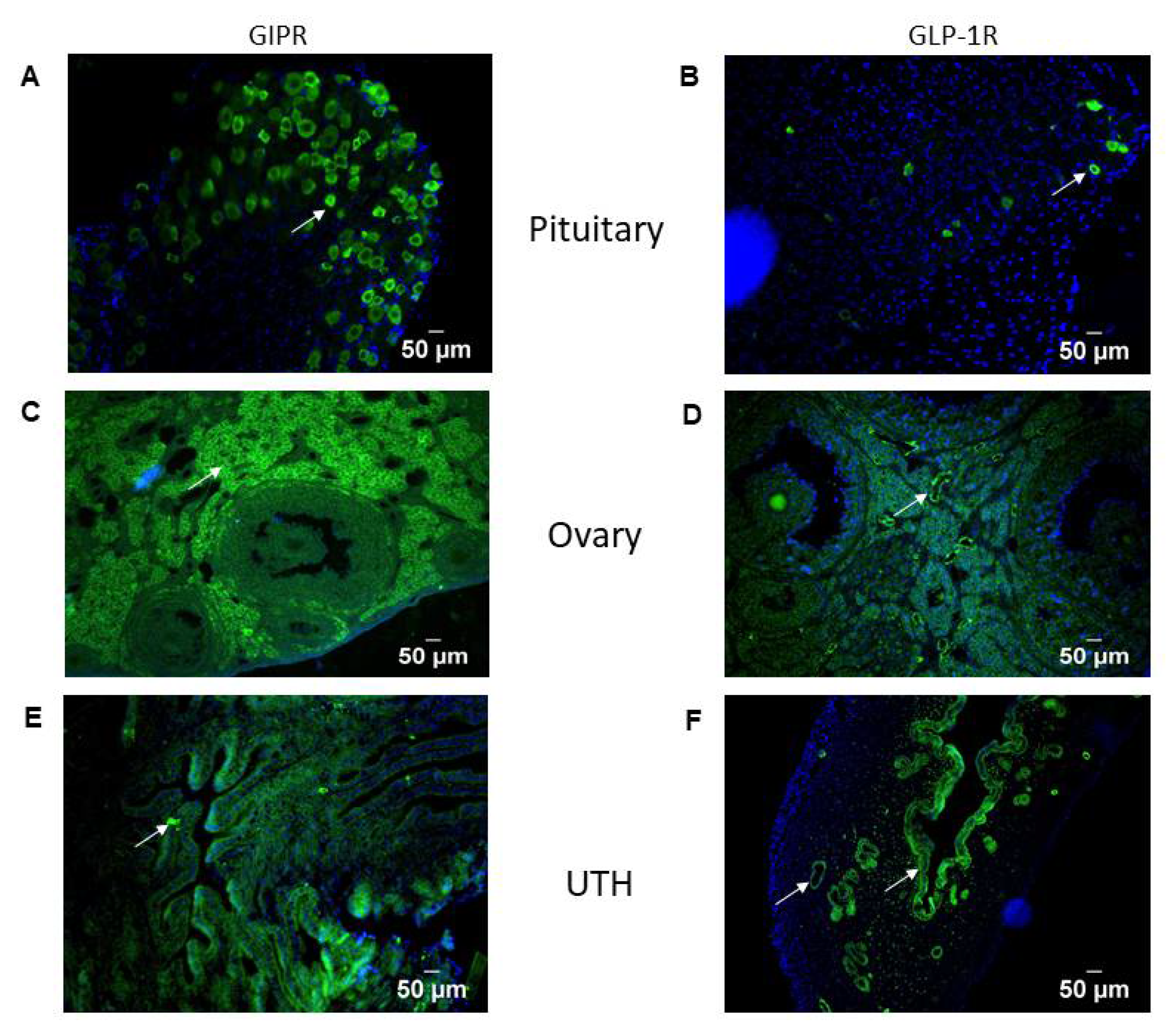 Biomolecules 12 01736 g002 Biomolecules 12 01736 g002