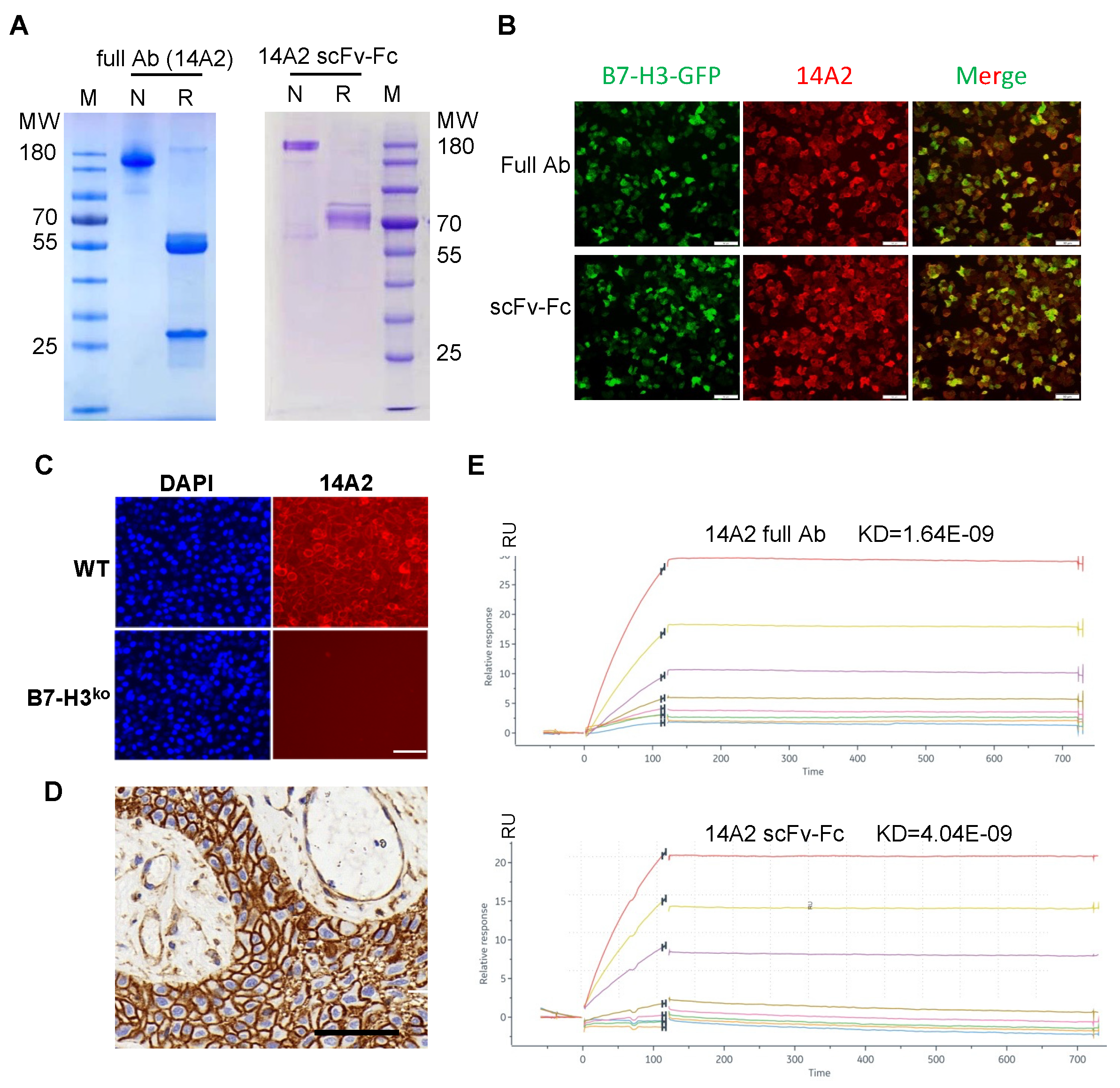 Biomolecules 12 01744 g002