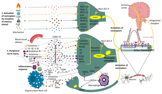 The Chemokine CCL2 Increases Nav1.8 Sodium Channel Activity in Primary  Sensory Neurons through a Gβγ-Dependent Mechanism