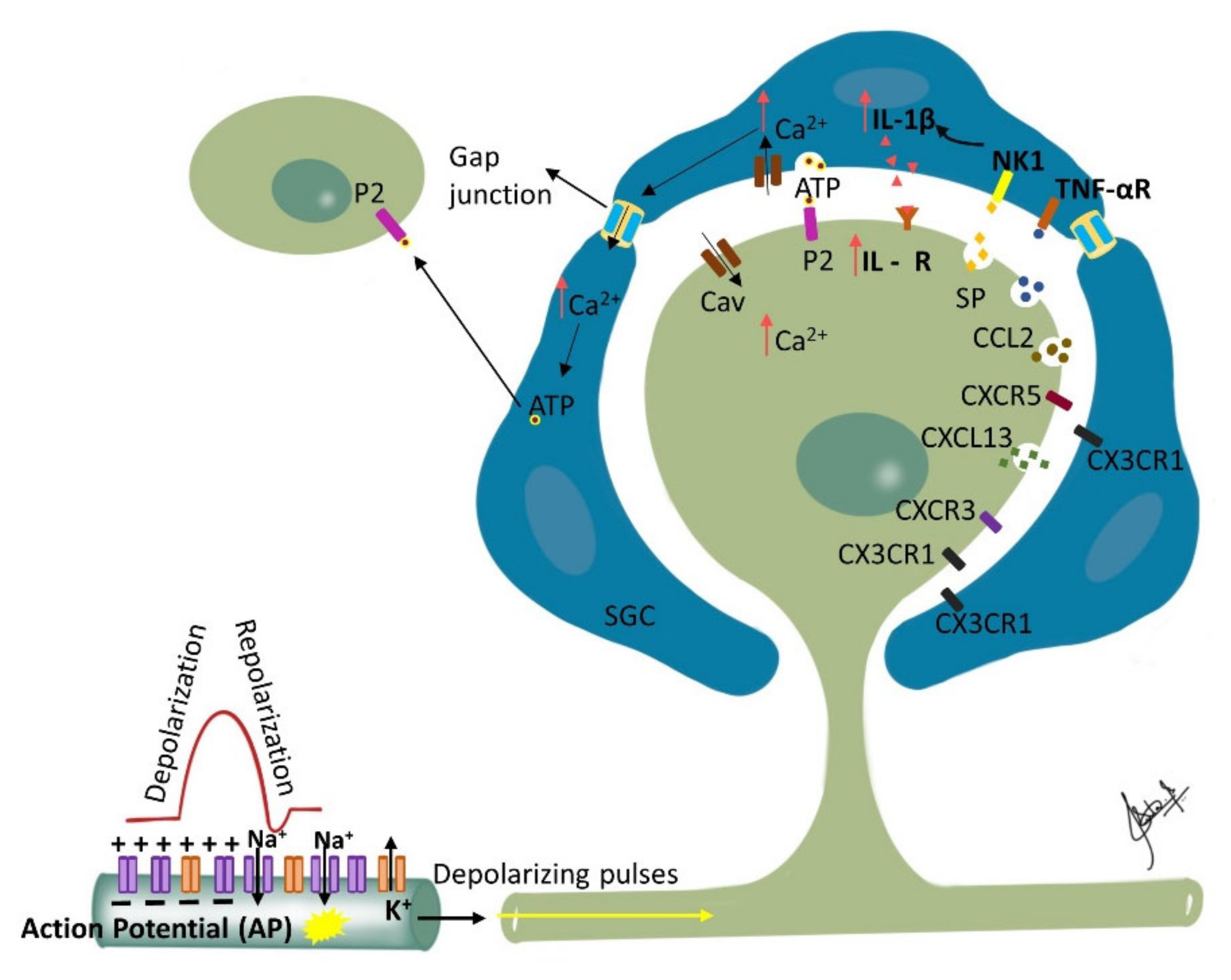 Biomolecules 12 01753 g002