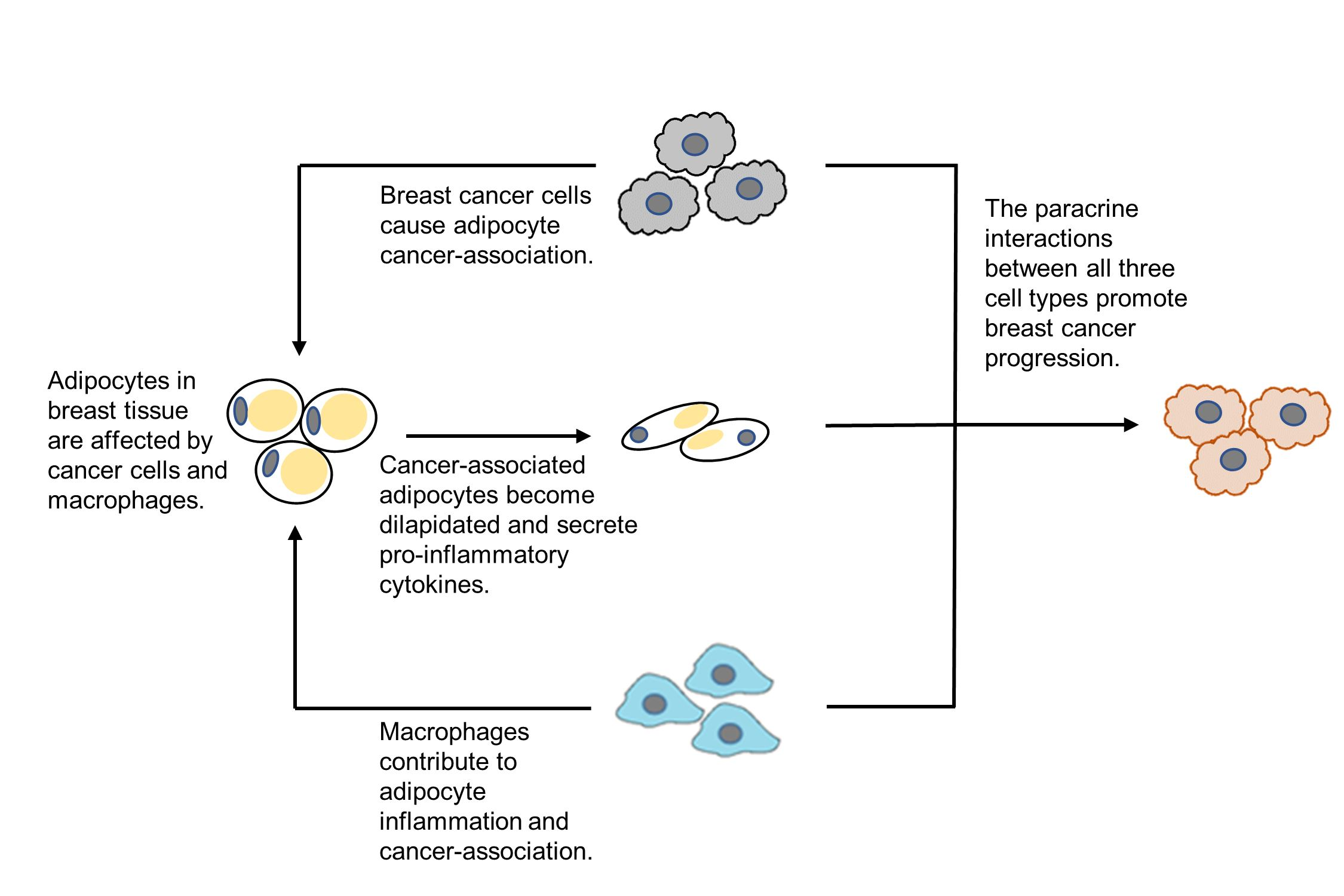 Biomolecules | Free Full-Text | Macrophage-Conditioned Media Promotes ...