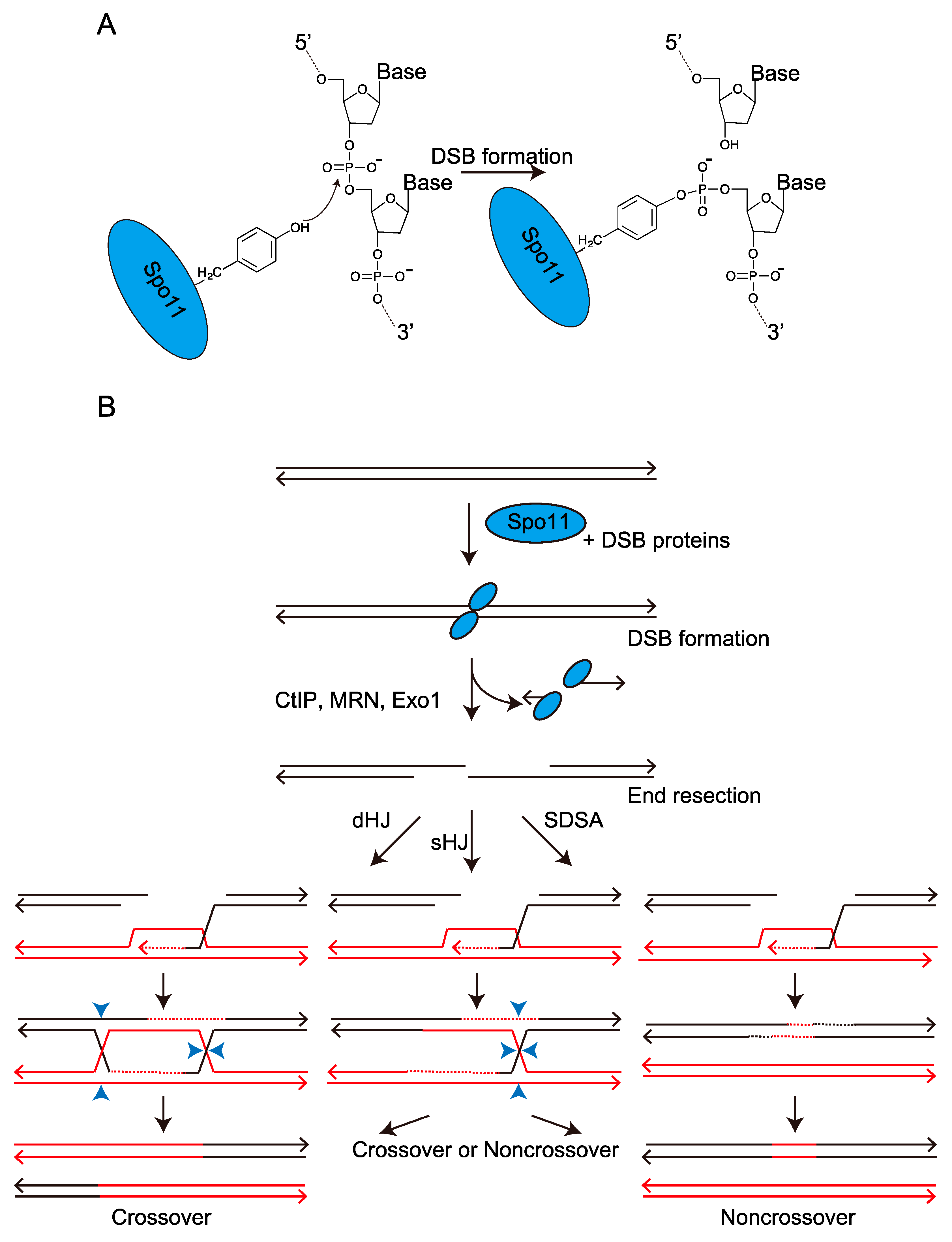 Regulation Mechanisms of Meiotic ... Biology Diagrams