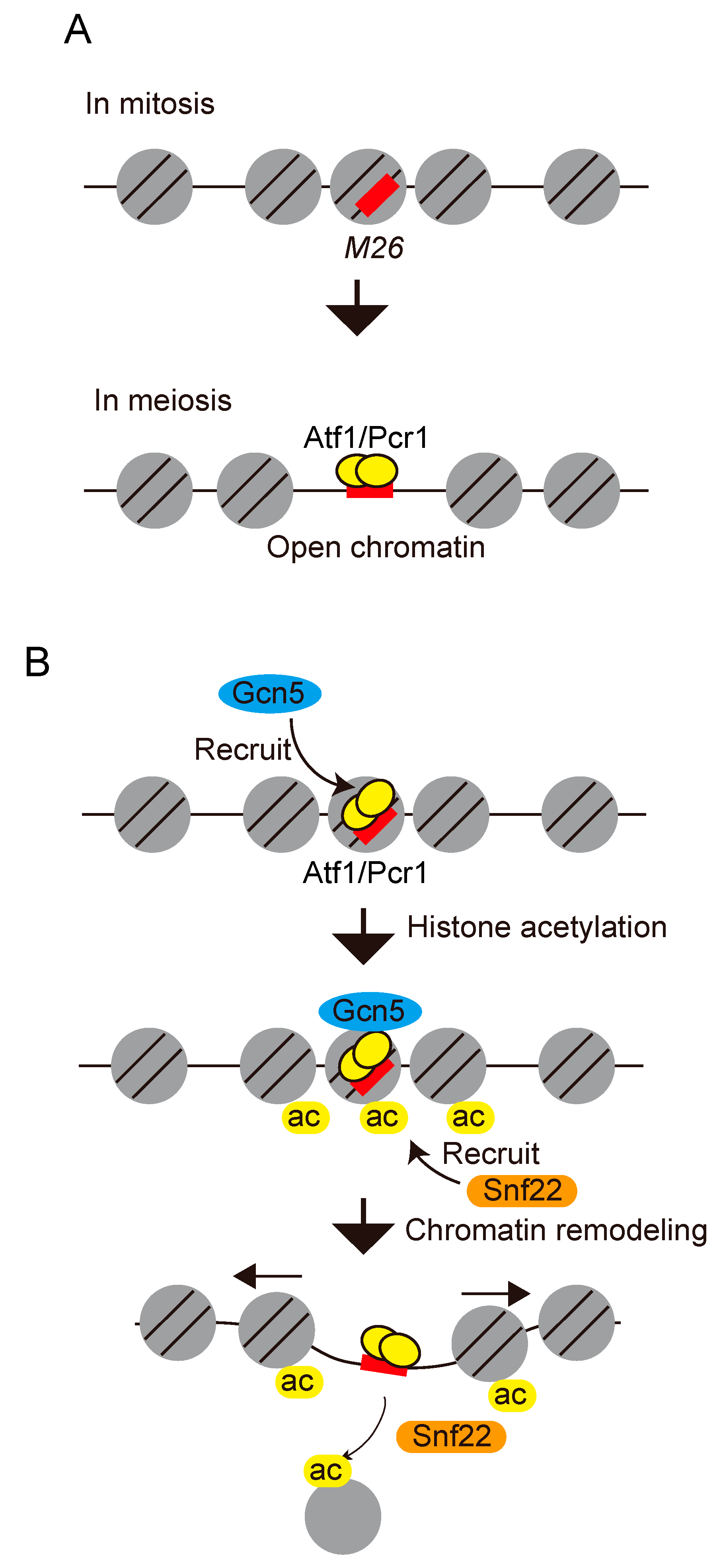 Regulation Mechanisms of Meiotic Biology Diagrams