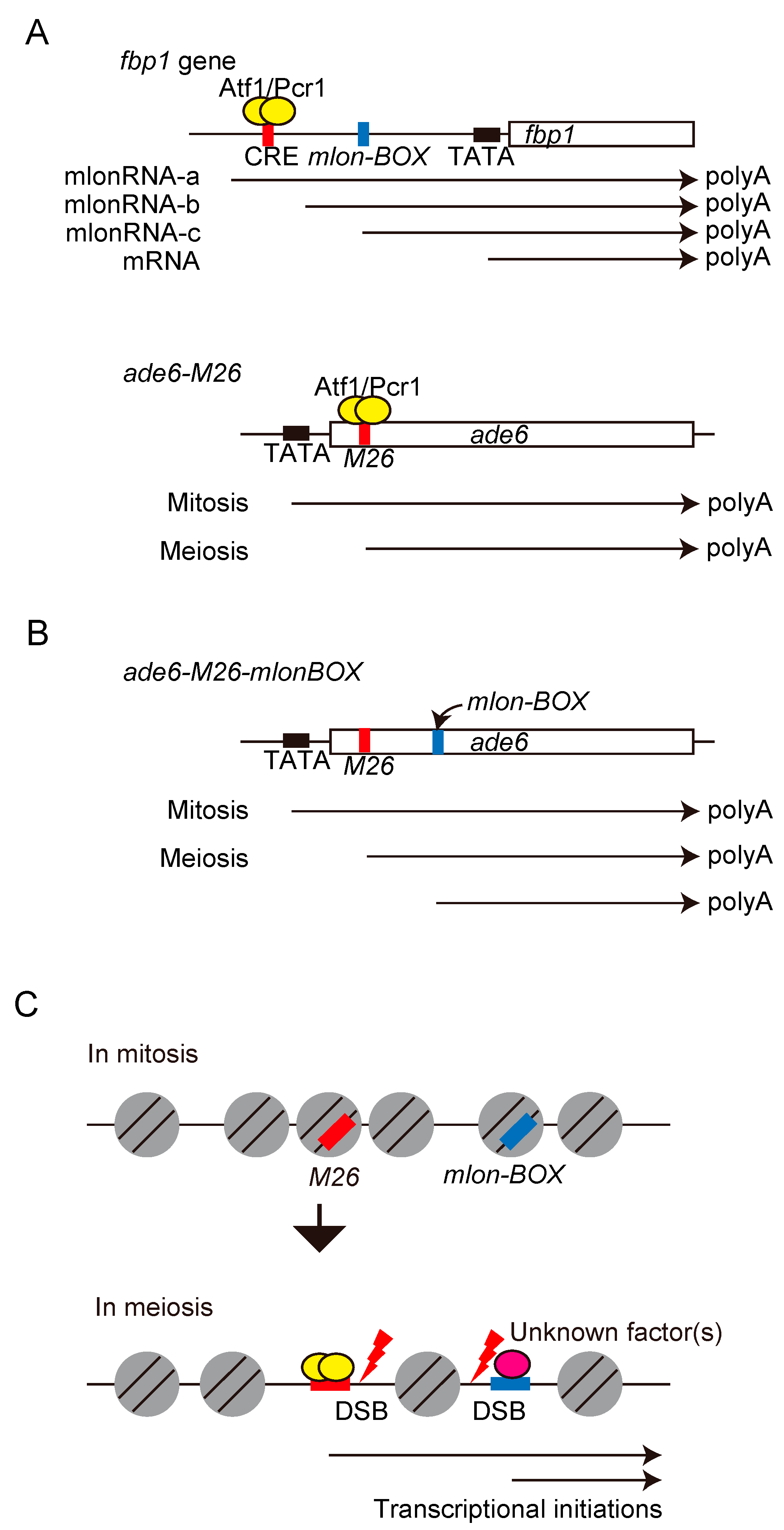 Regulation Mechanisms of Meiotic ... Biology Diagrams
