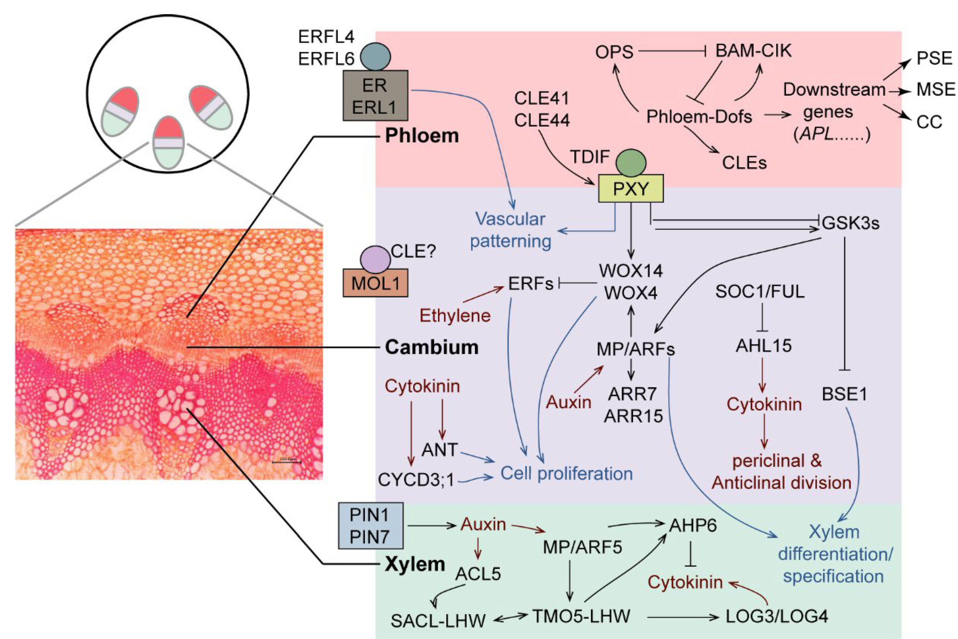 Biomolecules 12 01772 g001