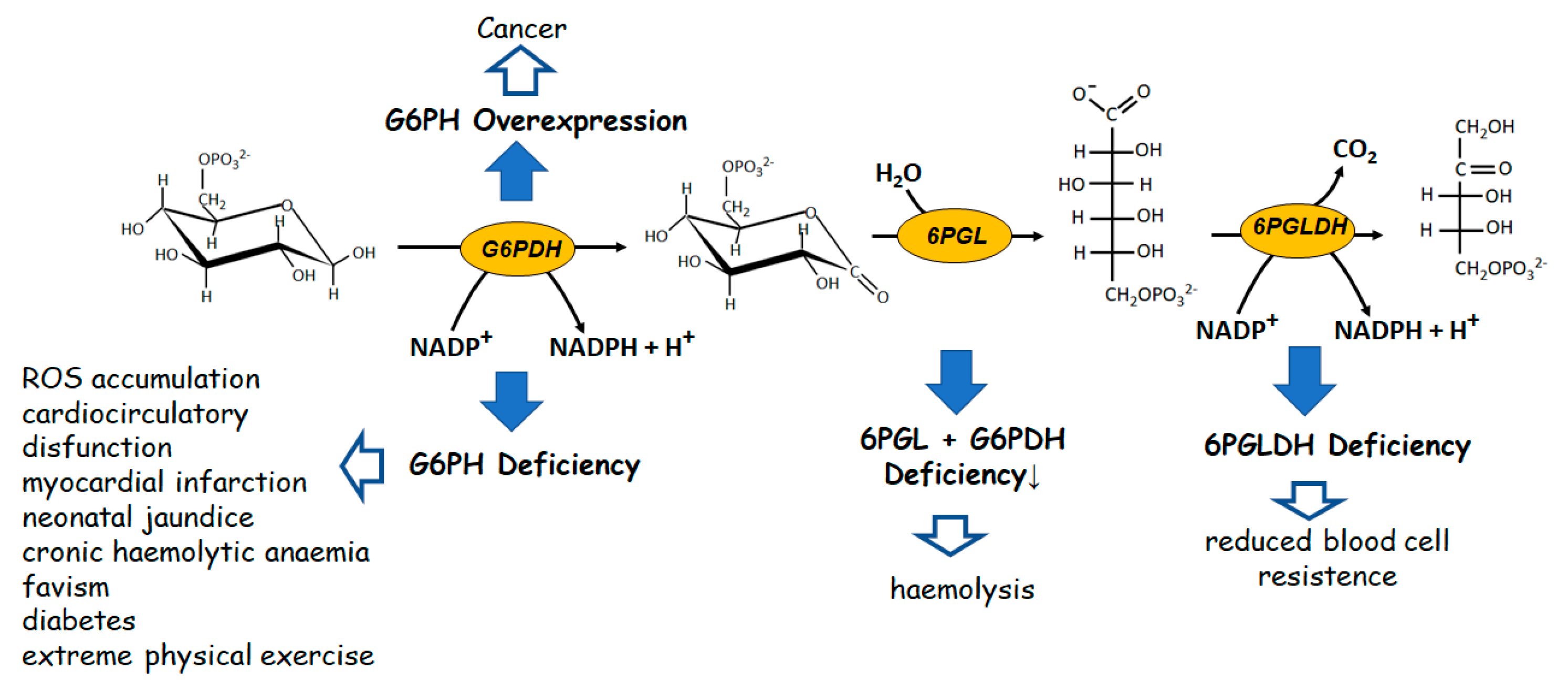 Biomolecules 12 01775 g001