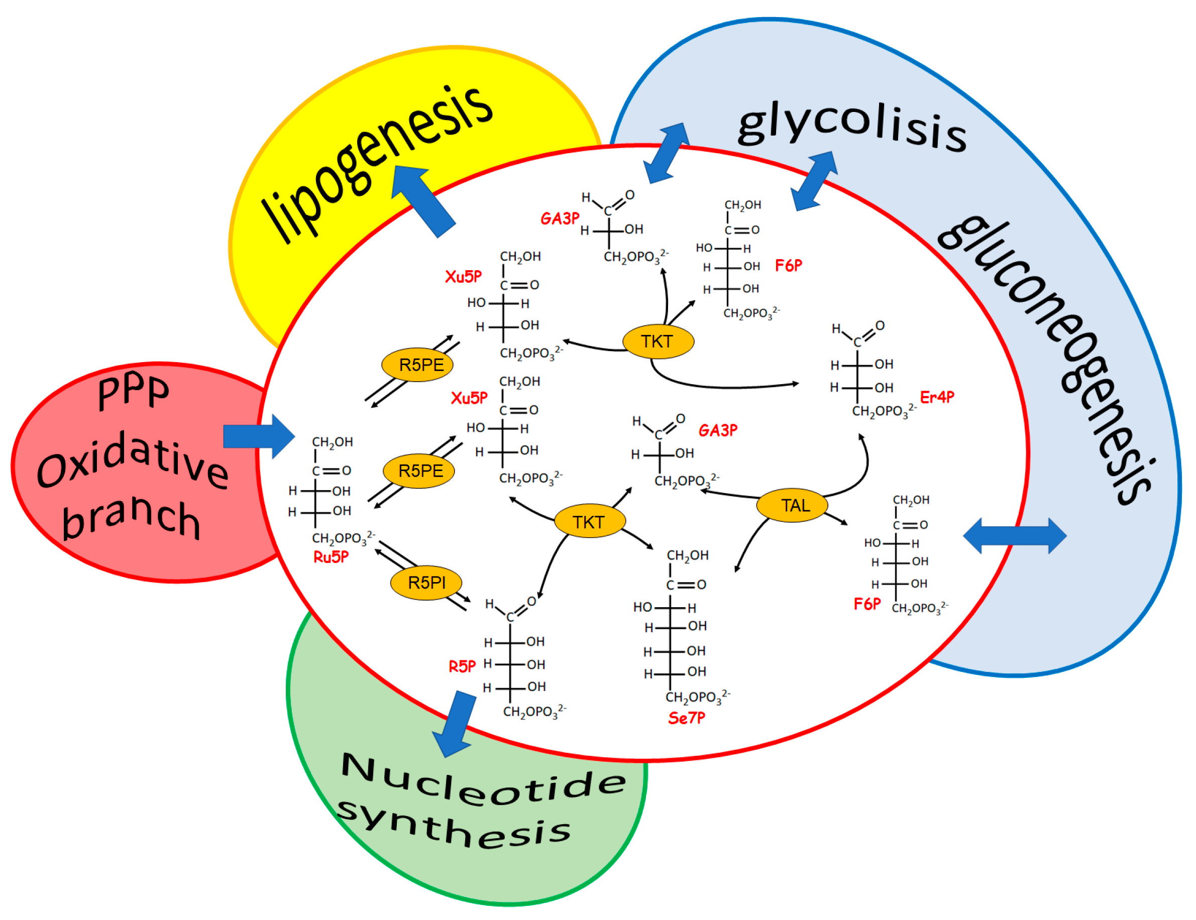 Biomolecules 12 01775 g002
